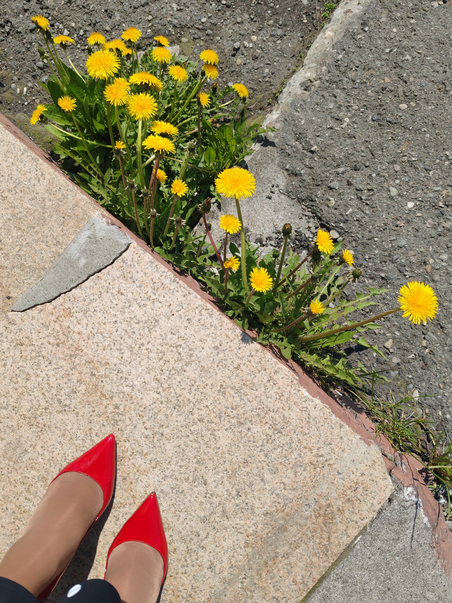 A close-up, high-angle shot shows a person's legs wearing red high heels and nude pantyhose, positioned on a light-colored, textured surface. The person is also wearing dark clothing with white polka dots. Adjacent to the textured surface is a darker, rougher surface with small rocks and patches of green grass and weeds. A cluster of bright yellow dandelions grows along the edge where the two surfaces meet. The scene appears to be outdoors, possibly in an urban or suburban setting, given the presence of pavement and concrete. The lighting suggests a sunny day.