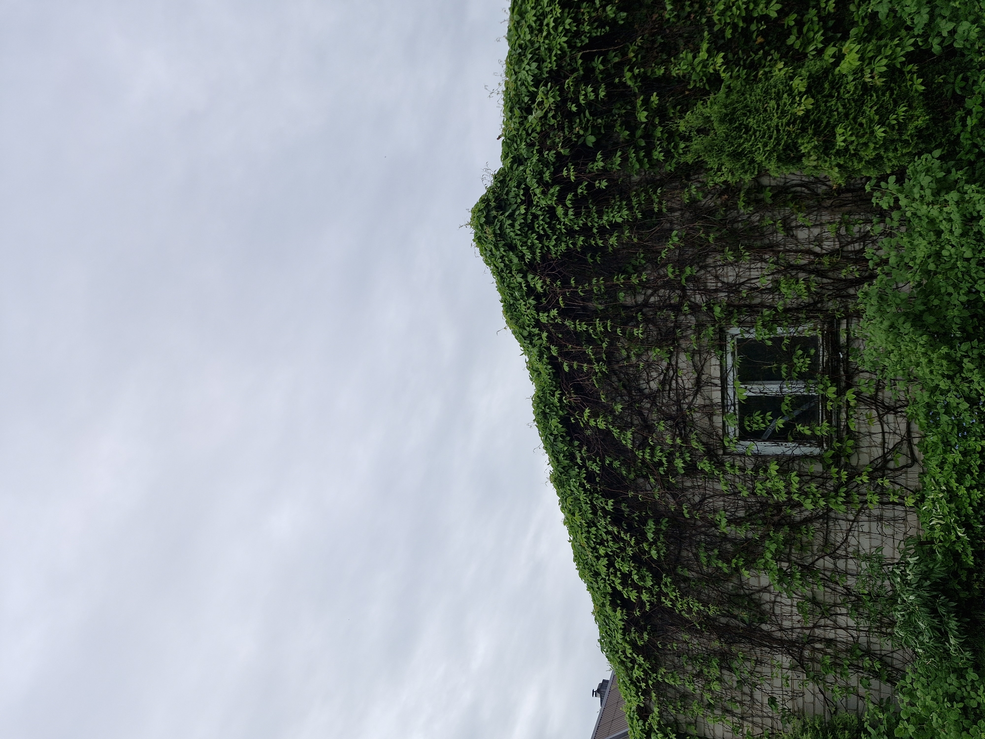 An outdoor, eye-level, full-frame vertical shot captures the heavily overgrown upper portion of a building wall under an overcast sky in the city of Unknown, Unknown. The top half of the image is dominated by a uniform, light gray sky with subtle cloud patterns; a tiny, dark, indistinct speck, possibly a bird, is visible in the upper-middle right. The lower half of the image features a building wall, likely constructed of light-colored bricks, extensively covered by dense green foliage. Thick, dark woody vines with numerous bright green leaves (consistent with Virginia creeper or similar climbing plant) completely envelop the wall, cascading down from the roofline and forming a voluminous, undulating green mass across the entire visible structure. The vines are particularly thick at the top, creating a rounded, organic profile that obscures the roof. A small section of a dark-colored, possibly corrugated metal roof is partially visible to the far left, behind the main wall. A single, vertically oriented rectangular window with a light-colored, possibly weathered frame is embedded in the wall, slightly right of the vertical center. The window glass is dark, reflecting the sky. The lower portion of the image displays a dense array of various green shrubs and smaller plants, further obscuring the base of the wall. On the right, a distinct, conical evergreen shrub stands prominently among the foreground vegetation. No people or animals are explicitly visible.