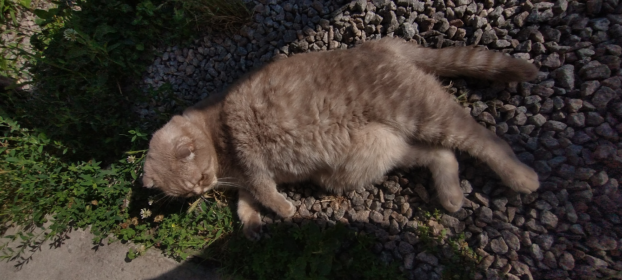 A light brown Scottish Fold cat is lying on its back on a gravelly surface with patches of green clover and other low-lying vegetation. The cat is mostly in the center of the frame, with its head turned to the left, looking down slightly. Its eyes are closed, and its body is relaxed. Sunlight is casting a shadow from the left side of the image, indicating it is outdoors. The scene appears to be in a residential area, potentially a yard or garden, in Radisne, Ukraine.