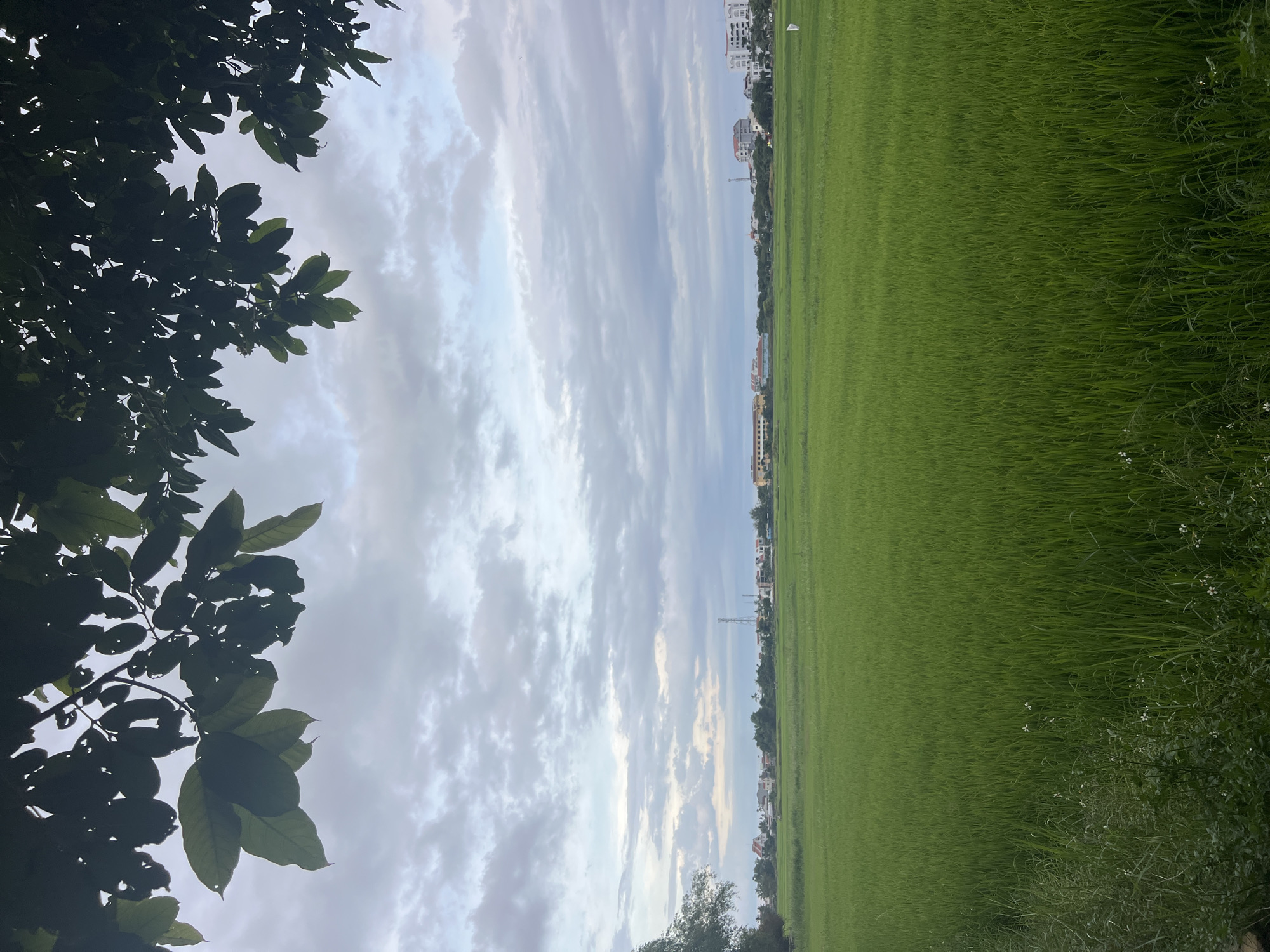 A wide, horizontal shot captures a lush, green rice paddy field under a cloudy sky. The field occupies the majority of the frame, stretching towards a distant horizon where a line of buildings and trees are visible. The sky is filled with varying shades of gray and white clouds, with hints of blue peeking through. In the foreground, dark green leaves from an overhanging tree partially obscure the top of the image. The buildings in the distance appear to be residential or commercial structures, with some taller buildings and a radio tower also present. The overall scene suggests a rural or semi-rural environment in Hoi An, Vietnam, possibly during the late afternoon or early morning due to the soft, diffused lighting.