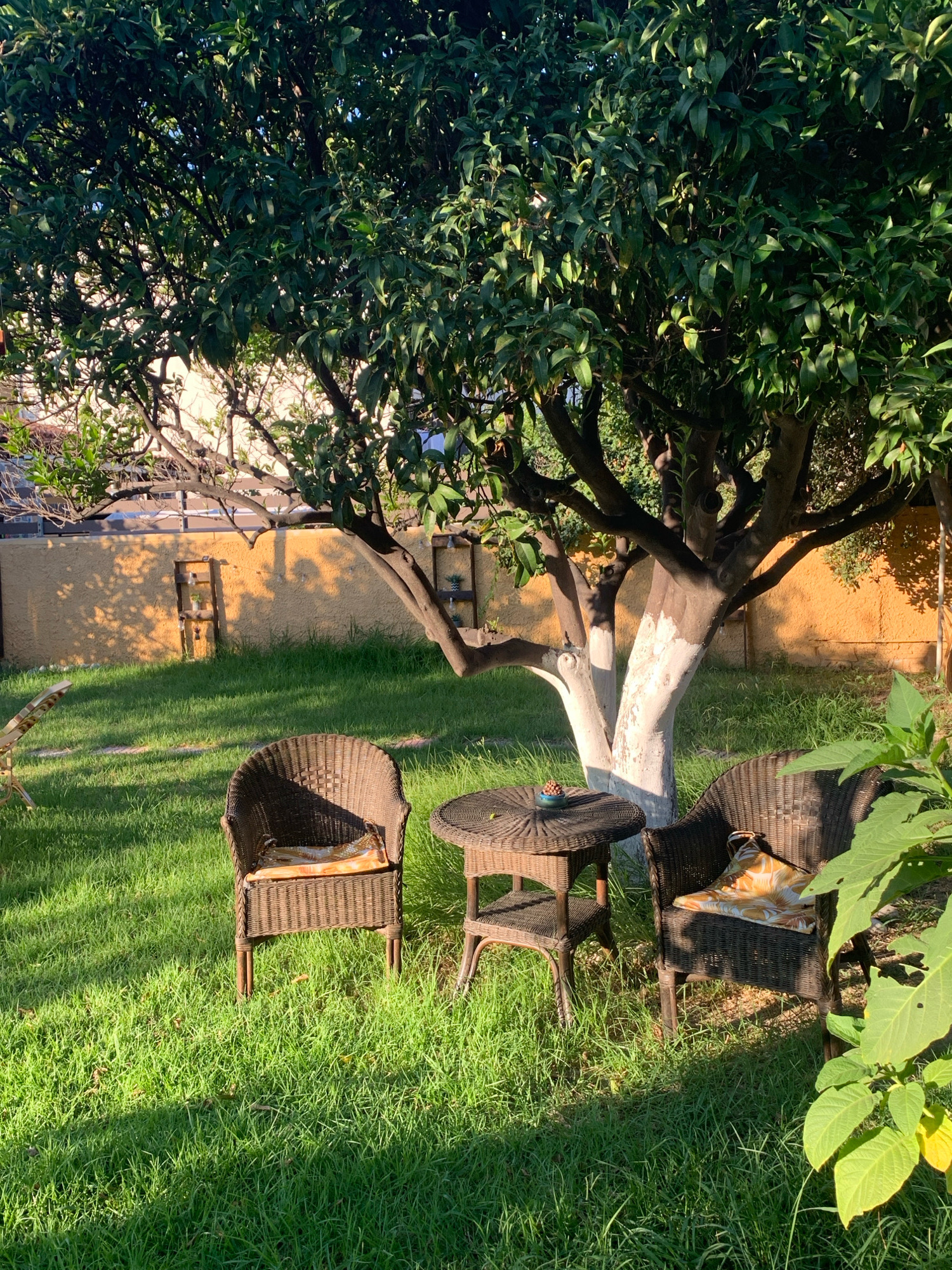 A shaded garden scene in Skiathos, Greece, features a mature tree with whitewashed lower trunk casting dappled shadows on lush green grass. Two dark wicker chairs, each with a yellow floral cushion, flank a small, round wicker table. The table holds a single decorative object. In the background, a light yellow wall runs horizontally, with two wooden shelves mounted on it. The overall atmosphere is peaceful and suggests an outdoor seating area.