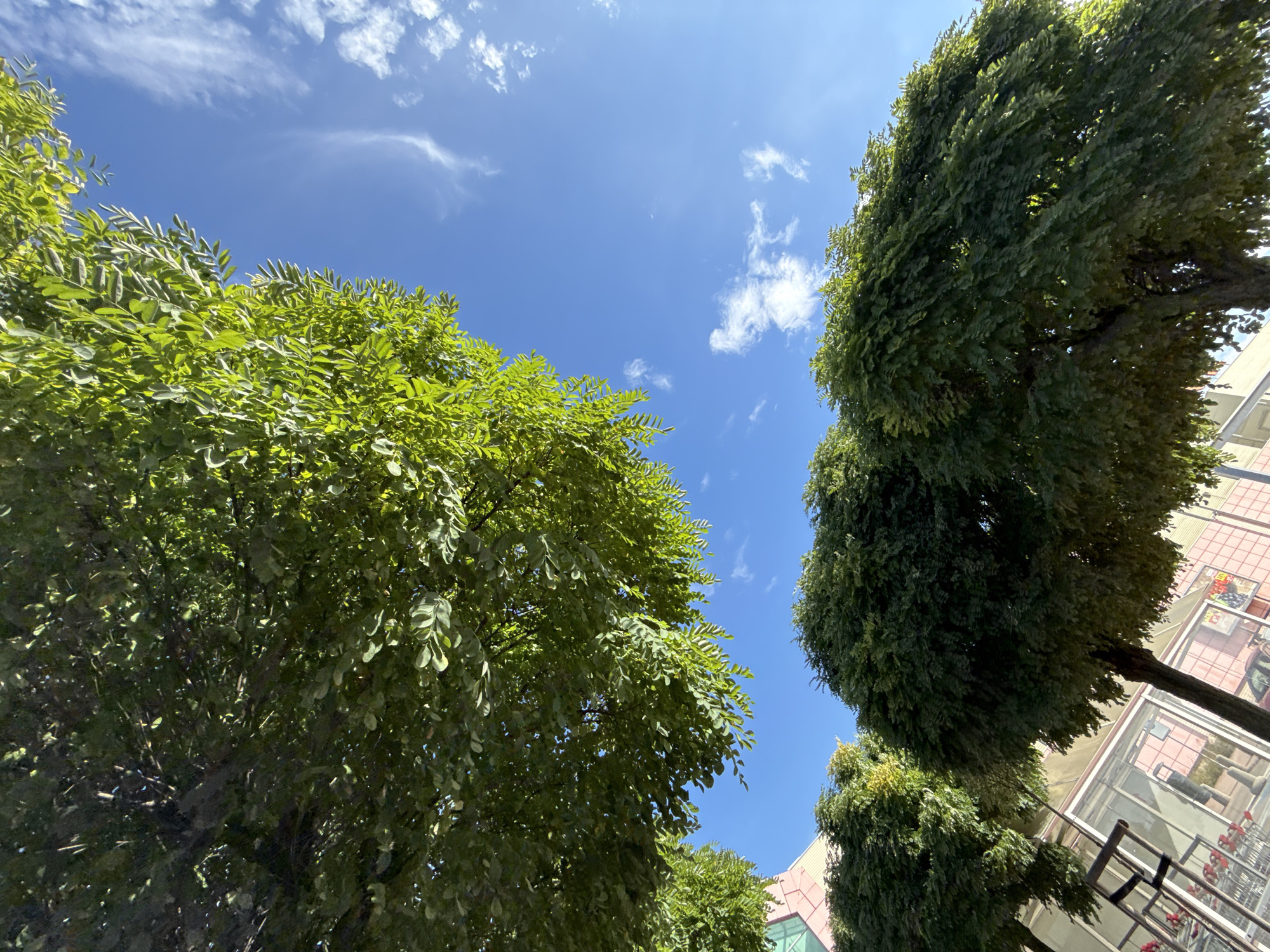 The image, captured in Bielany Wrocławskie, Poland, shows a low-angle view looking up towards a clear blue sky dotted with wispy white clouds. Lush green trees with dense foliage dominate the frame, with branches and leaves filling the upper portion of the image. In the background, below the trees, a building with a light pink facade and large glass windows is visible, suggesting an urban or commercial setting. Shopping carts are present in front of the building. The sunlight creates dappled lighting patterns through the leaves, indicating a bright, sunny day.