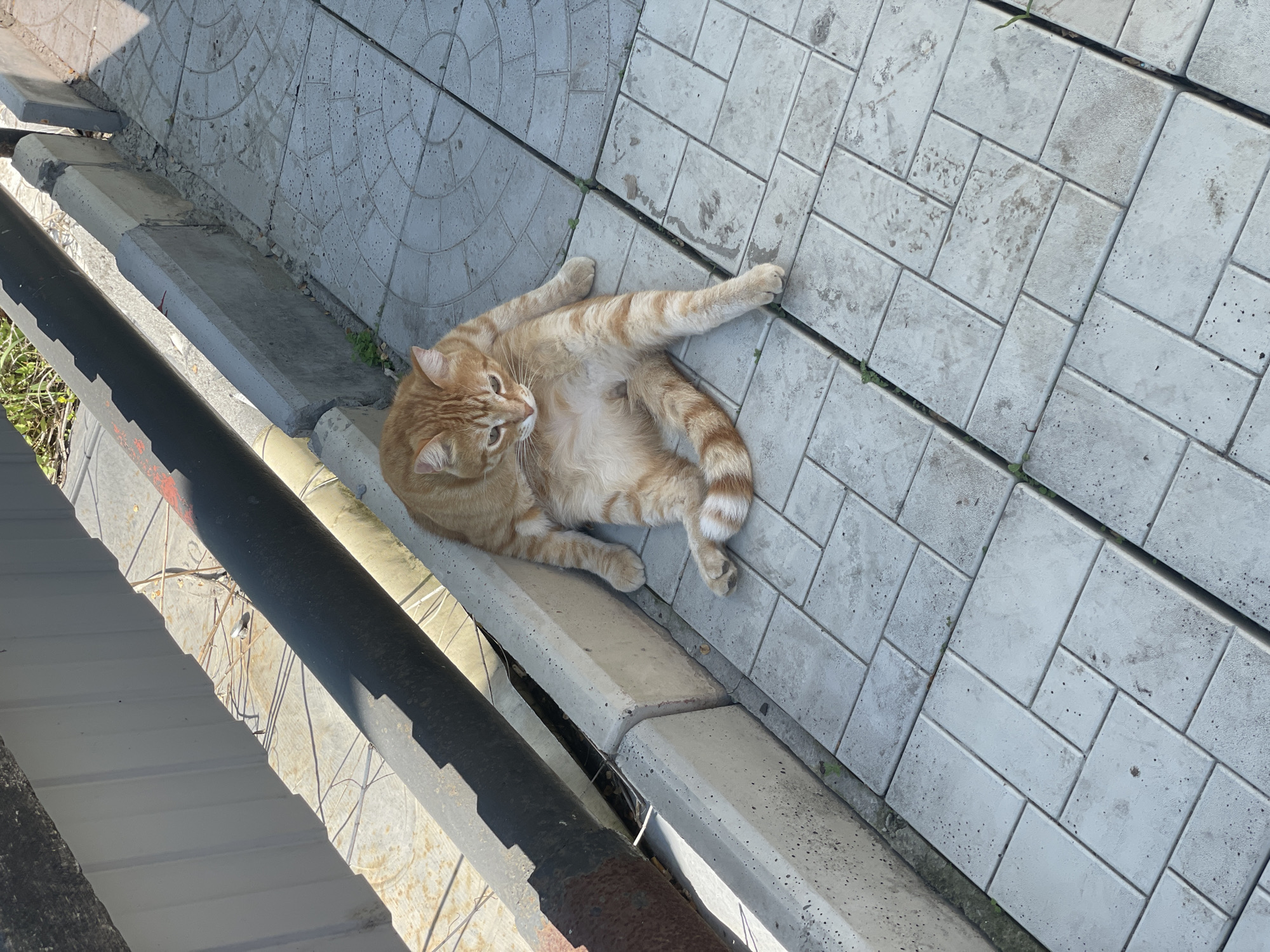 The scene is located in the city of Chulym, Russia. An adult ginger tabby cat is lying in a relaxed, somewhat splayed posture on light-colored concrete pavers. Its front paws are tucked beneath its chest, and its rear legs are extended outwards, with its striped tail curling. The cat's head is lowered, and its gaze is directed downwards and slightly to its left.
The ground surface consists of rectangular and square interlocking concrete pavers, predominantly light grey, some exhibiting faint circular patterns. Dirt, grime, and small specks are visible on the pavers, and small clusters of green vegetation, indicative of weeds, grow in the gaps between them.
Along the left side of the pavers, a low concrete curb or barrier extends horizontally. This barrier appears constructed from multiple concrete sections, showing signs of wear, chipping, and cracks. Behind this curb, a dark-colored, cylindrical metal pipe runs parallel to it, displaying patches of rust and faint reddish markings. Beyond the pipe, the ground is uneven, composed of dry soil with sparse, dry plant matter and twigs. In the upper left background, a light-colored, corrugated metal structure, possibly a wall or fence, is visible.
The scene is illuminated by strong, direct sunlight, casting distinct, long shadows from the pipe and the corrugated structure across the ground. The environment is an outdoor, possibly urban or semi-urban setting.
