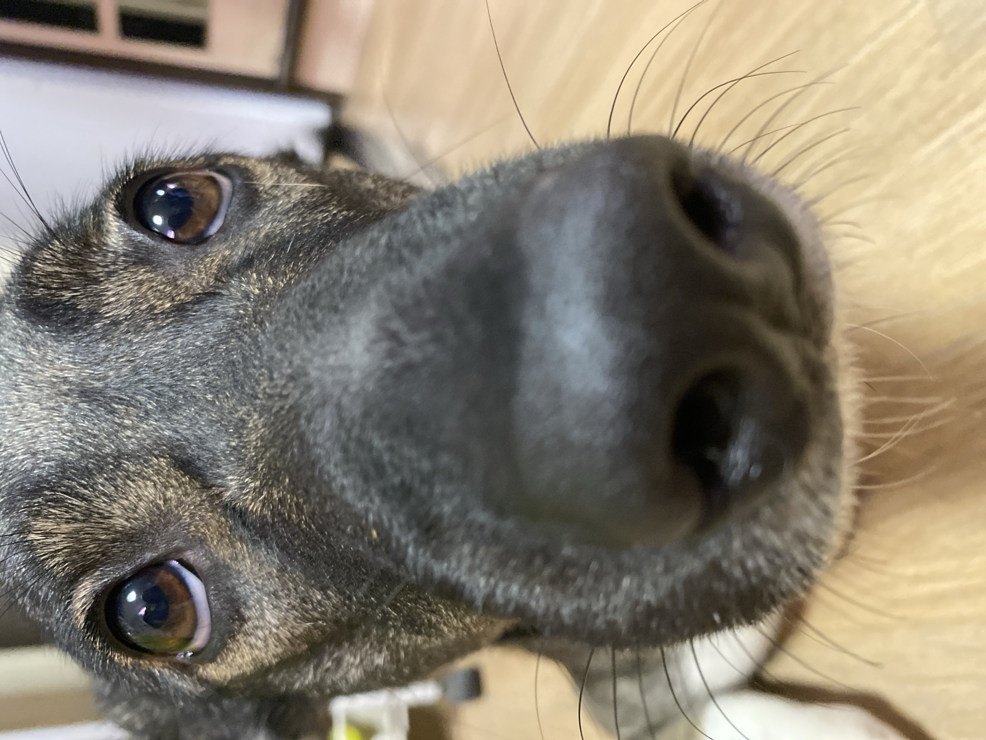The image captures an extremely close-up, slightly upward-angled view of a dog's face, taken in an indoor setting in Chaikovsky, Russia. The dog is the sole subject, with its dark muzzle and eyes dominating the foreground. Its fur is a mix of dark grey and brown, appearing brindled, with individual strands visible around the eyes and nose.
Both of the dog's dark brown eyes are clearly visible, reflecting bright indoor light sources, indicating an attentive or curious gaze directed upwards towards the viewer. The wet, black nose, slightly out of focus but still detailed with texture, takes up a significant portion of the right side of the frame, emphasizing the close proximity of the shot. Numerous long, fine whiskers extend from around the muzzle, fanning out against the blurred background.
The background consists of indistinct, light-colored shapes with warm tones, likely representing a wooden floor or light-colored furniture, further blurred to draw focus to the dog's features. No specific details about the time of day or outdoor weather can be discerned from the indoor lighting. The dog appears calm and engaged, possibly looking up at an owner or in anticipation of interaction. There are no other objects, human subjects, or visible text in the image.