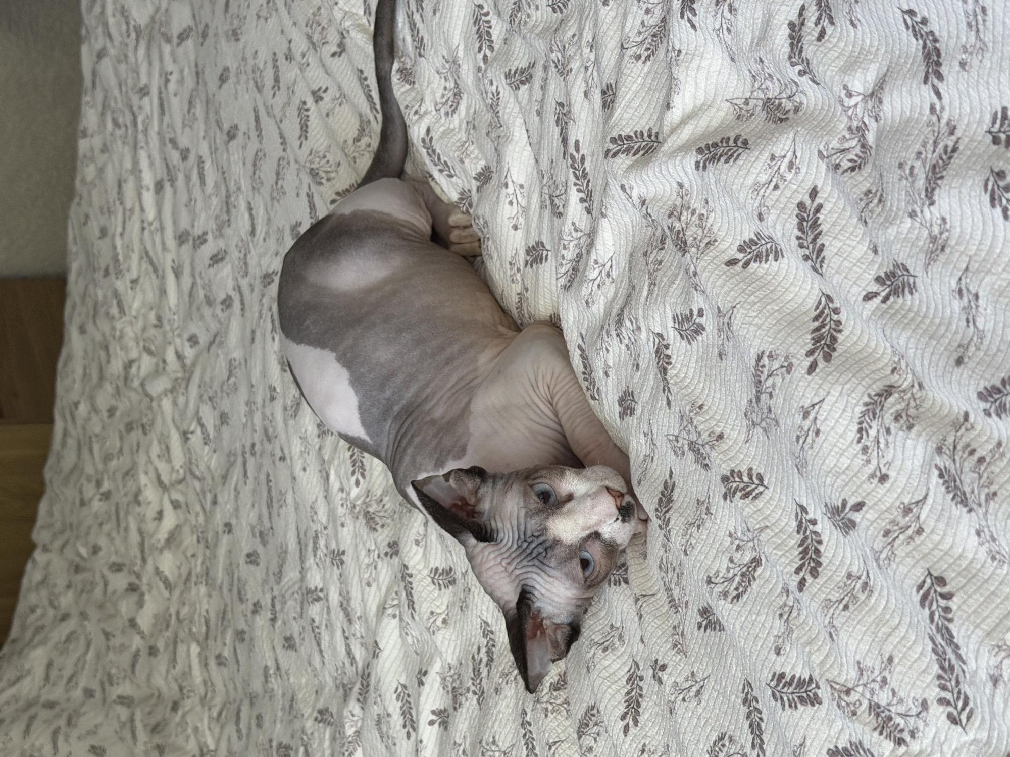 A sphynx cat lies on a patterned cream-colored fabric. The cat's body is grey and white, and its face is wrinkled. The fabric is textured with a pattern of small, dark-colored leaf-like shapes. A portion of what appears to be a wooden piece is visible on the left side.