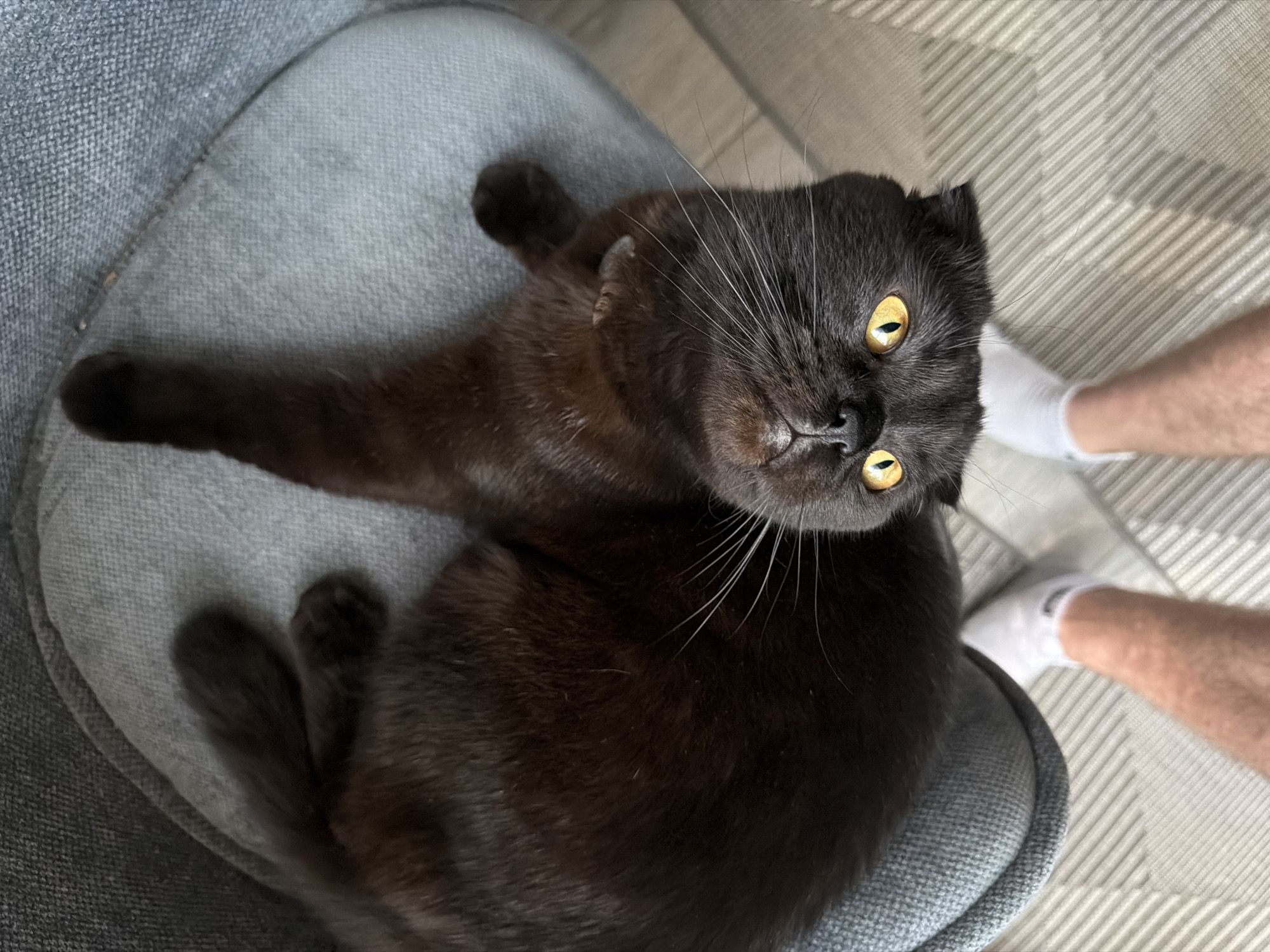 In the city of Chaikovsky, Russia, a dark brown cat, appearing to be a Scottish Fold breed due to its characteristically folded ears, lies on its back within a light grey fabric chair. The cat's head is inverted relative to the viewer, facing directly upwards with wide, bright yellow eyes fixed on an unseen point above, likely the camera lens. Its black nose is visible, and numerous prominent white whiskers fan out from its muzzle. One front paw is extended upwards, while the other paws are tucked or resting near its body. Below the chair, two bare human legs are visible from the mid-calf down, with both feet wearing white athletic socks, positioned on a light-colored floor. The floor features a distinct pattern of parallel, diagonal lines or grooves. The scene is captured from a high-angle perspective, looking down upon the cat and the person's feet.