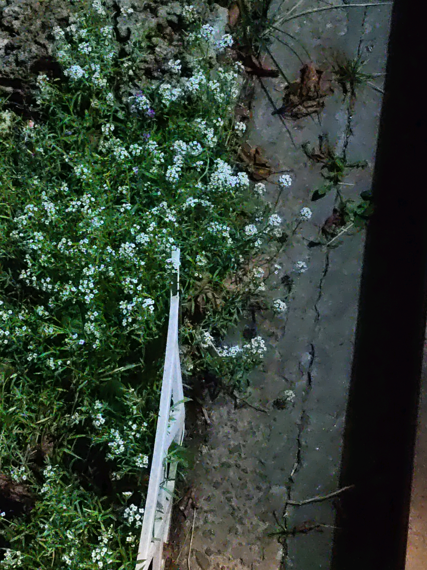 This is a close-up, top-down shot of small white flowers growing in the ground, near a dark, cracked concrete surface. A white object, possibly a piece of fabric or plastic sheeting, leans against the flowers and is partially visible. The concrete appears to be a sidewalk or pathway, with some dry leaves scattered on it. The overall impression is one of urban greenery encroaching on a man-made environment. The image does not provide any specific details that would allow for localization to Rostov-on-Don, Russia.