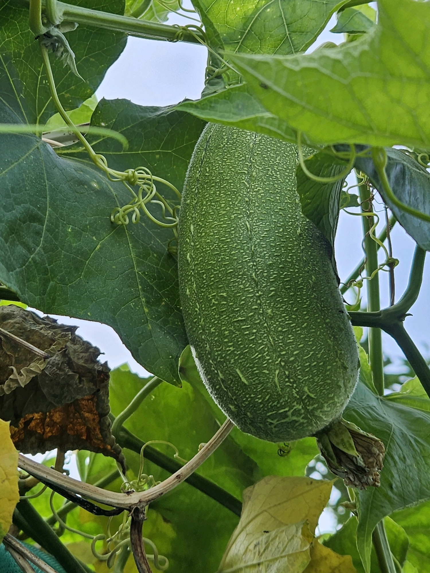 This is a close-up, outdoor, eye-level shot of a young, green snake gourd hanging from a vine. The gourd is elongated and covered in a fine, fuzzy texture with a pattern of light green dots. Several large, green leaves surround the gourd, some of which are slightly curled or have dried edges. Tendrils from the vine are visible, some coiled into spirals. The background is a bright, hazy sky, suggesting it is daytime. The image appears to have been taken in a garden or a natural setting. The location of this image is in Huwei Township, Taiwan, a region known for its agricultural production, including gourds.