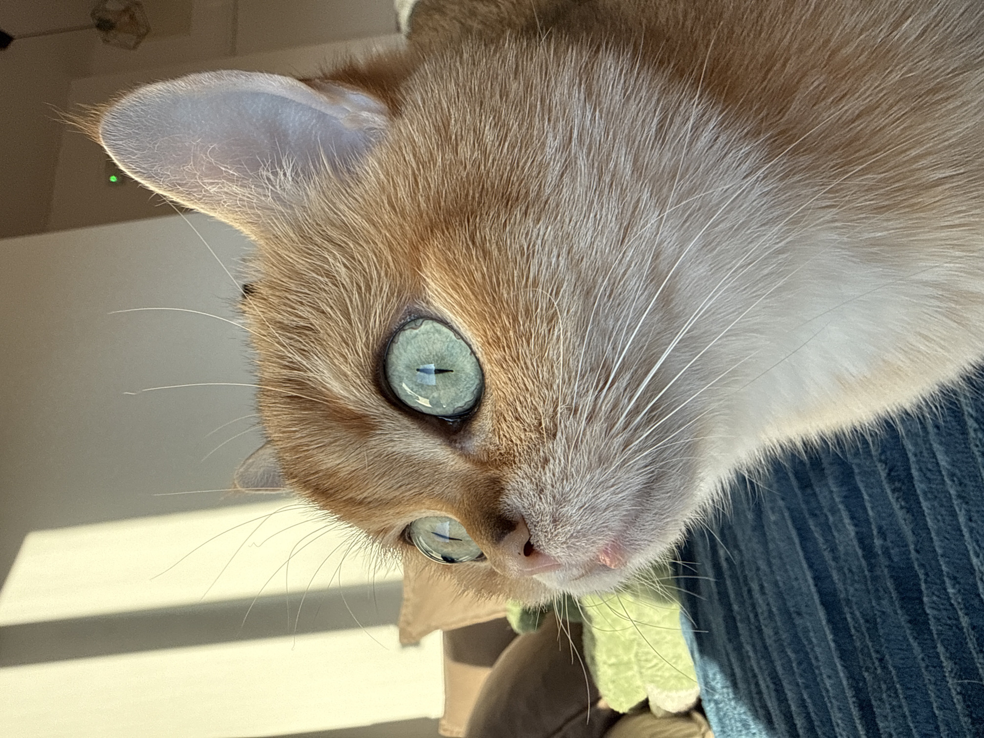 A close-up, slightly tilted view of a golden cat. The cat has striking green eyes and white whiskers. The cat is on a blue corduroy surface. A green object is partially visible. The setting appears to be indoors. This image does not contain information about Bar, Montenegro.