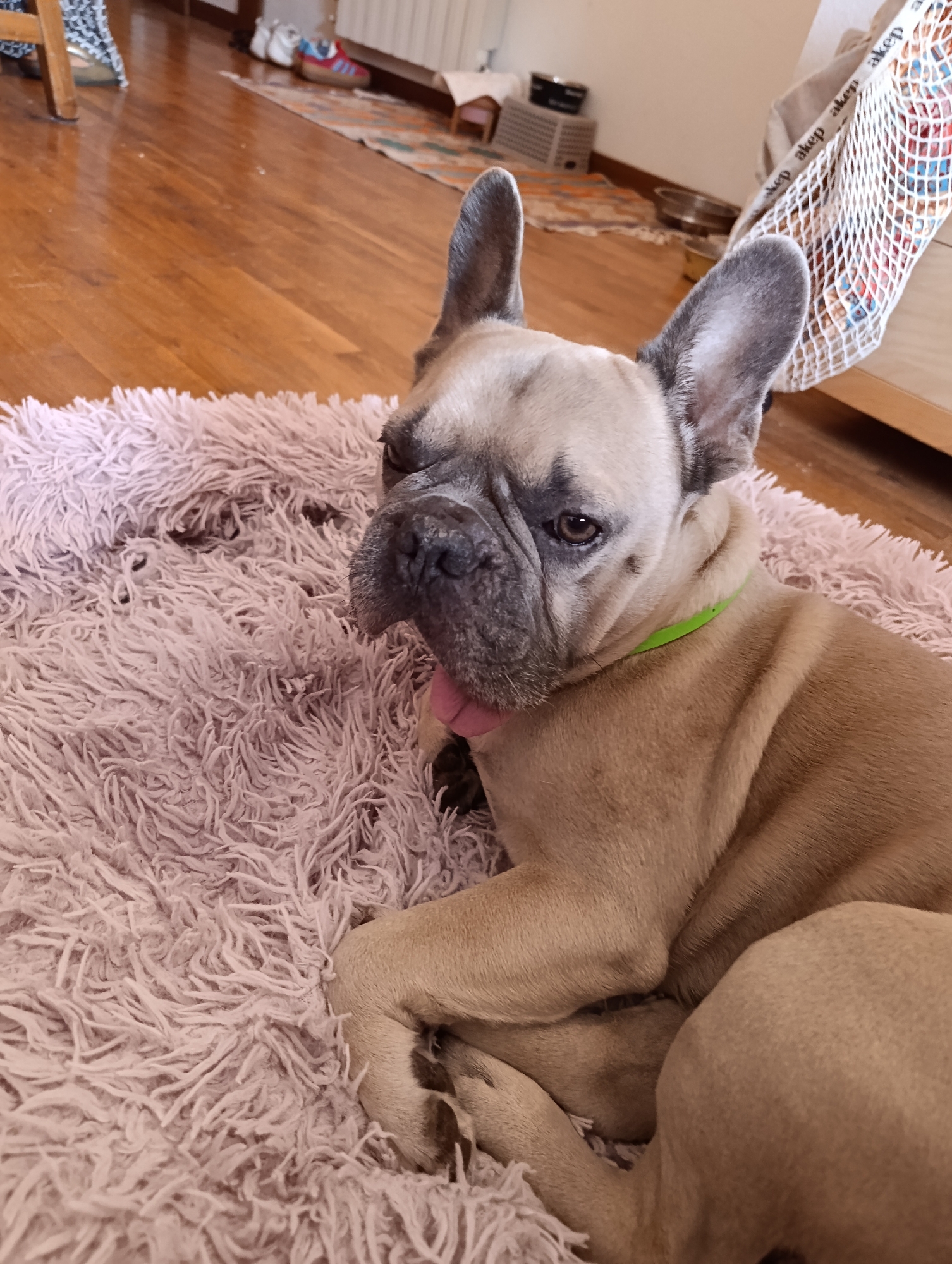 The image shows a fawn-colored French Bulldog lying on a shaggy pink dog bed. The dog is facing the camera, with its head tilted slightly to the side and its pink tongue hanging out. It is wearing a bright green collar. The dog bed is placed on a polished wooden floor. In the background, a wooden chair, some shoes on a rug, and a white mesh bag filled with items are visible. The overall scene suggests an indoor domestic setting. The location in Ovindoli, Italy is not directly discernible from the visual information provided in the image.
