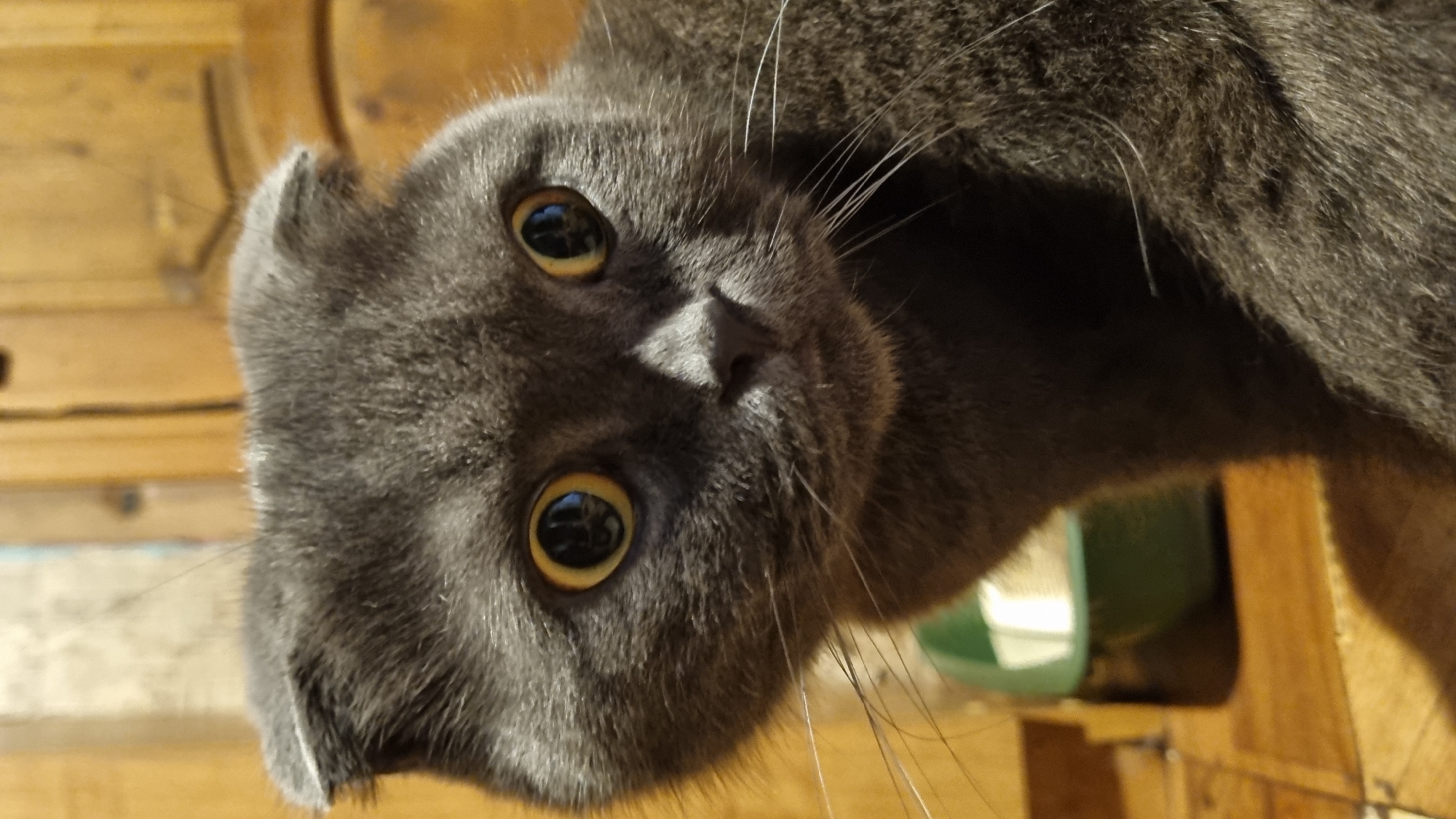 The image is a close-up, head-and-shoulders shot of a gray Scottish Fold cat. The cat has large, round, yellow eyes with dark pupils, and its ears are folded forward. Its fur is short and dense. The background is blurred but appears to be indoors, with wooden paneling or furniture visible. A green object, possibly a cat litter box, is partially visible in the lower left of the frame. The lighting suggests an indoor setting, possibly in a home. The photograph was taken in Vysokoe, Russia.