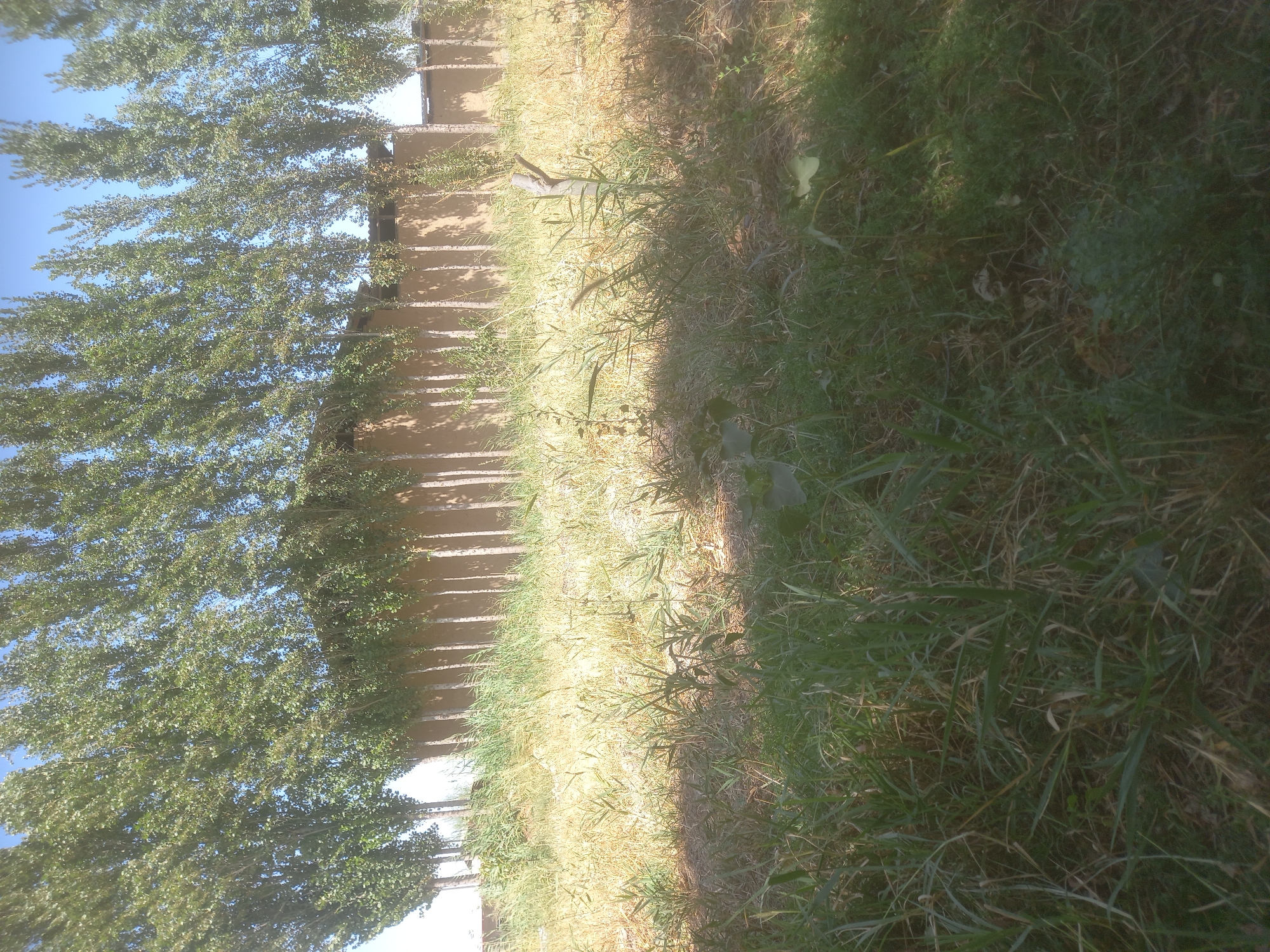 A row of tall, slender poplar trees with green foliage stands against a clear blue sky. Behind the trees, a low, light brown wall is visible, constructed from mud or adobe. The ground in front of the wall is covered in dry, yellow grass, with some patches of green grass and weeds closer to the foreground. The sunlight casts shadows from the trees onto the wall and the ground. The overall scene depicts a dry, rural landscape in Bulungur, Uzbekistan, likely on a sunny day.