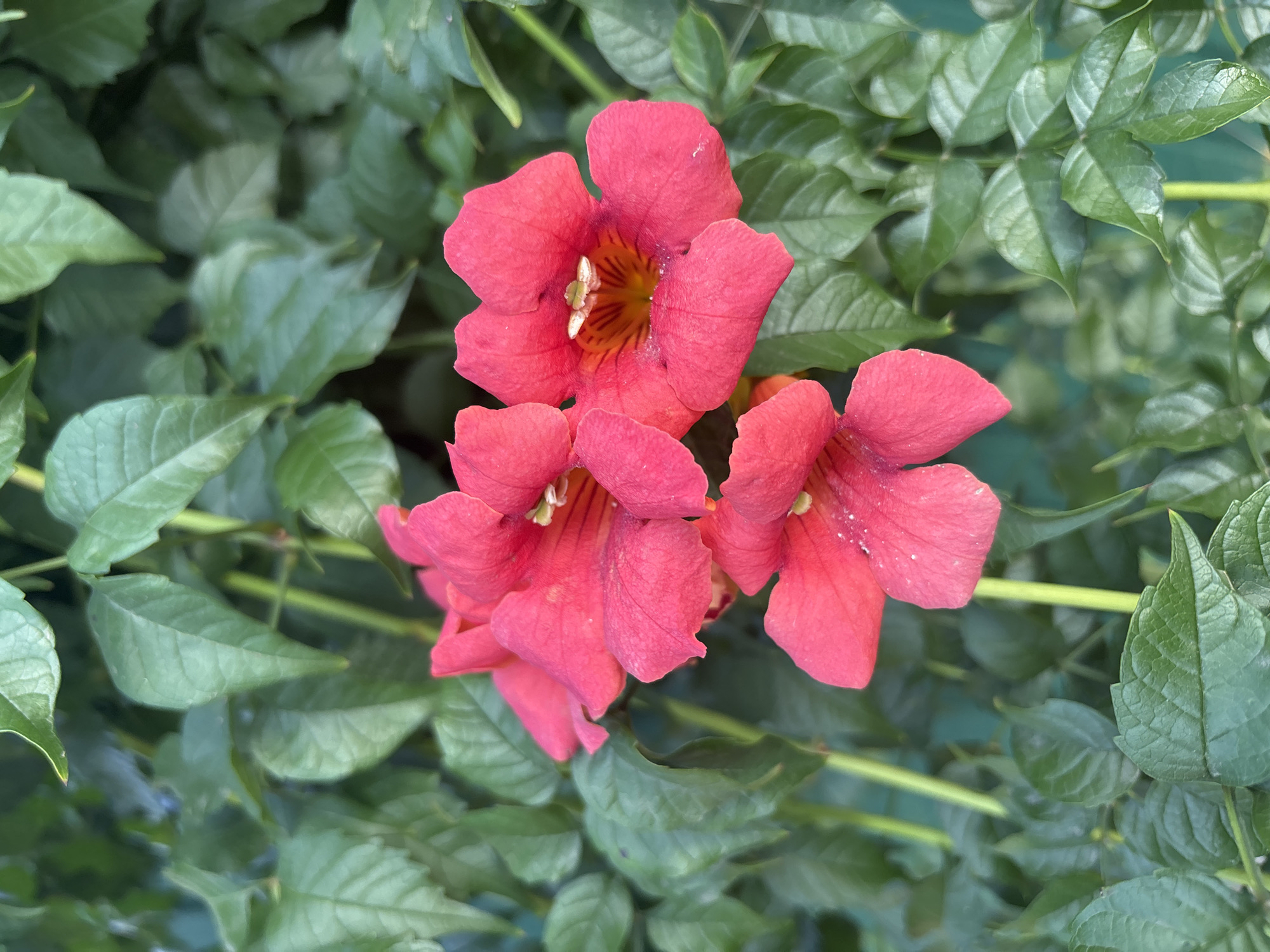 A close-up, vertically oriented, medium shot captures a cluster of bright pink trumpet-shaped flowers with yellow centers, set against a backdrop of lush green foliage. The flowers are in various stages of bloom, with some fully open and others partially unfurled. The leaves are a vibrant green, with visible veins and a slightly glossy texture. The lighting suggests it is daytime, with soft shadows indicating natural light. The scene is a natural outdoor environment, likely a garden or park. There are no people or man-made objects clearly visible in the image, emphasizing the focus on the flora. The image does not contain any information that would allow for identification of its location in Kryvyi Rih, Ukraine.