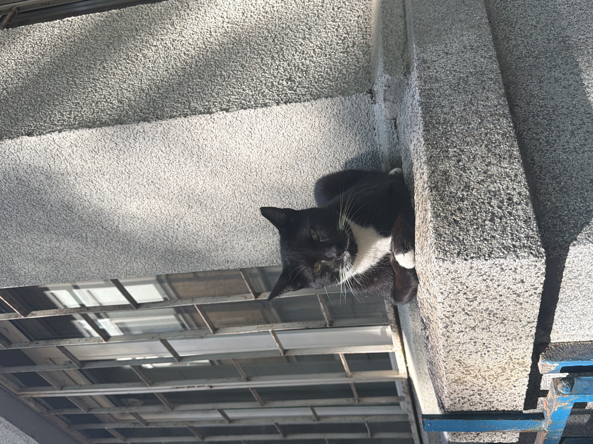 The image depicts a black and white tuxedo cat resting on a textured, granular, light gray concrete ledge in the city of Sofia, Bulgaria. The cat, predominantly black with a white chest, front paws, and a distinct white patch on its rear paw, has prominent white whiskers and light green eyes, partially squinted. It is positioned with its front paws tucked, facing directly towards the viewer. Behind the cat and to its left, a multi-paned window with a metal security grate or frame is visible, reflecting elements of the surrounding urban environment. The adjacent building wall exhibits a coarse, light gray pebbledash or stucco finish. To the right of the cat, a thick, similarly textured concrete pillar or wall segment is present. Strong, direct sunlight from the left illuminates the scene, casting distinct shadows under the ledge and along the right side of the concrete pillar. A partially obscured blue-painted metal railing or structure is visible in the lower-left foreground.