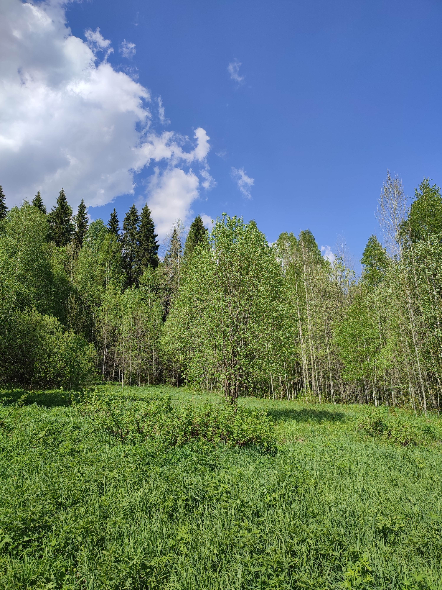 The image depicts a bright, sunny day in Vil'va, Russia, showcasing a grassy field that transitions into a forest. The sky is a vibrant blue with scattered white, puffy clouds. The foreground is dominated by lush, green grass and foliage. The midground features a variety of trees, including birches with their characteristic white bark and other deciduous trees with light green leaves, as well as some evergreen coniferous trees on the left side of the frame. The trees form a natural barrier between the field and what lies beyond. No people, specific objects, or actions are visible. The environment appears natural and rural, likely a forested area near the city.