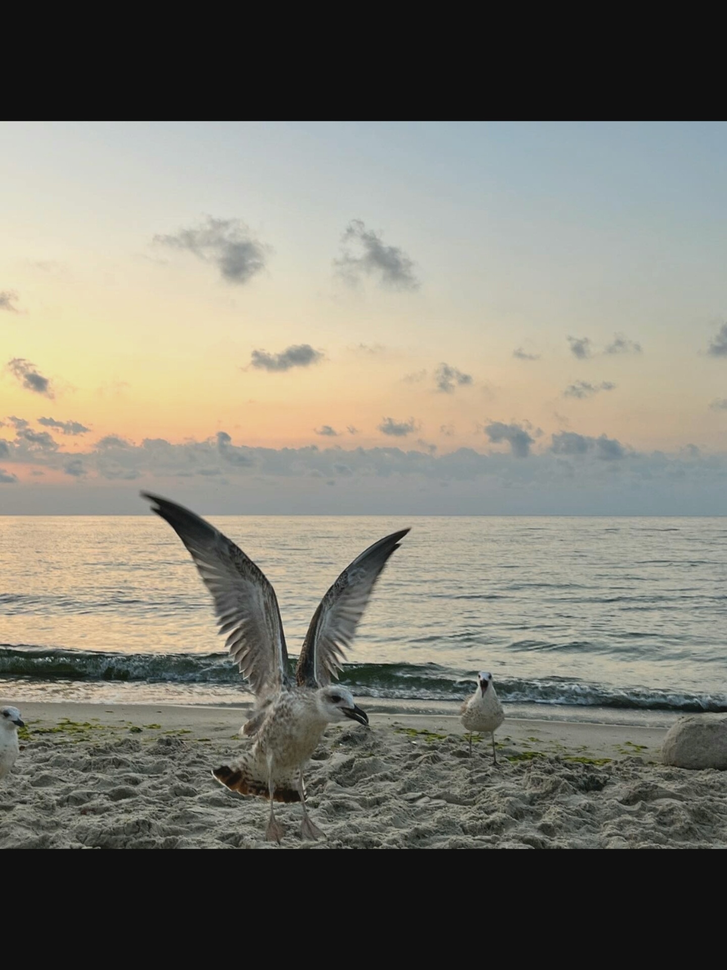This image depicts a beach scene at Bielawska Wieś, Poland, during what appears to be sunrise or sunset, given the warm hues in the sky. The sky transitions from a pale blue at the top to soft yellows and oranges near the horizon. Wispy clouds are scattered across the sky.
The main subjects are seagulls. In the foreground, a large seagull is captured mid-action, with its wings spread wide as if it is either landing or taking flight from the sandy shore. Its feathers are detailed, showing a mottled brown and white pattern, and its beak is slightly open. To the left of this central seagull, another seagull is partially visible, facing towards the right. Further to the right, a third seagull stands facing the viewer, appearing calm and observant.
The beach is composed of light-colored sand, with some patches of green moss or seaweed visible near the waterline. Gentle waves from the sea are washing onto the shore, creating a thin line of white foam. The sea itself is a muted blue-grey, reflecting the sky's colors. In the far right of the image, a large, rounded grey rock rests on the sand. The overall atmosphere is serene and natural, highlighting the coastal environment.