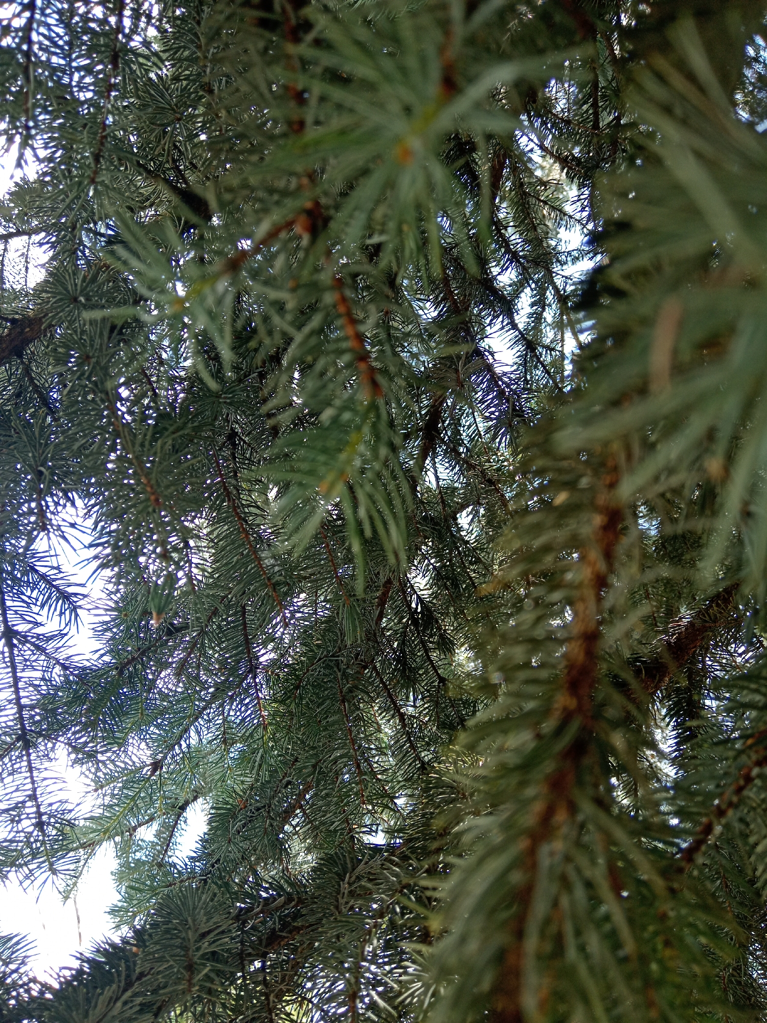 The image is an extreme close-up, upward-facing view of pine tree branches and needles against a bright sky. The needles are a dusty green-blue color and appear slightly blurred due to the shallow depth of field. Several branches with brown bark are visible, some of which are out of focus and appear darker. The sky is washed out and bright, indicating it is likely daytime. No people, animals, or other objects are visible in the image, nor are there any discernible structures or environmental features that would pinpoint the location to Uchkeken, Russia, or any specific urban setting. The image is solely focused on the foliage of the pine tree.