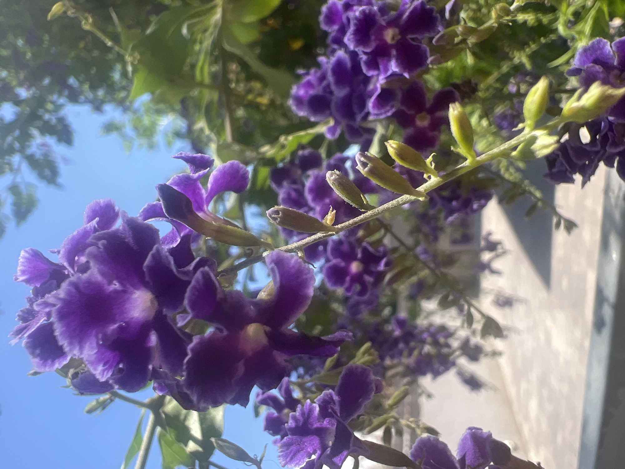 A close-up, low-angle shot captures a cluster of vibrant purple flowers in bloom against a clear blue sky. The flowers, with their ruffled petals, appear delicate and fuzzy. A thin stem, dotted with small, unopened buds, runs vertically through the frame, supporting the blossoms. In the background, out-of-focus greenery and the textured surface of what appears to be a light-colored wall or railing suggest an outdoor setting. The overall lighting indicates a sunny day. The image was taken in the city of Hadera, Israel.