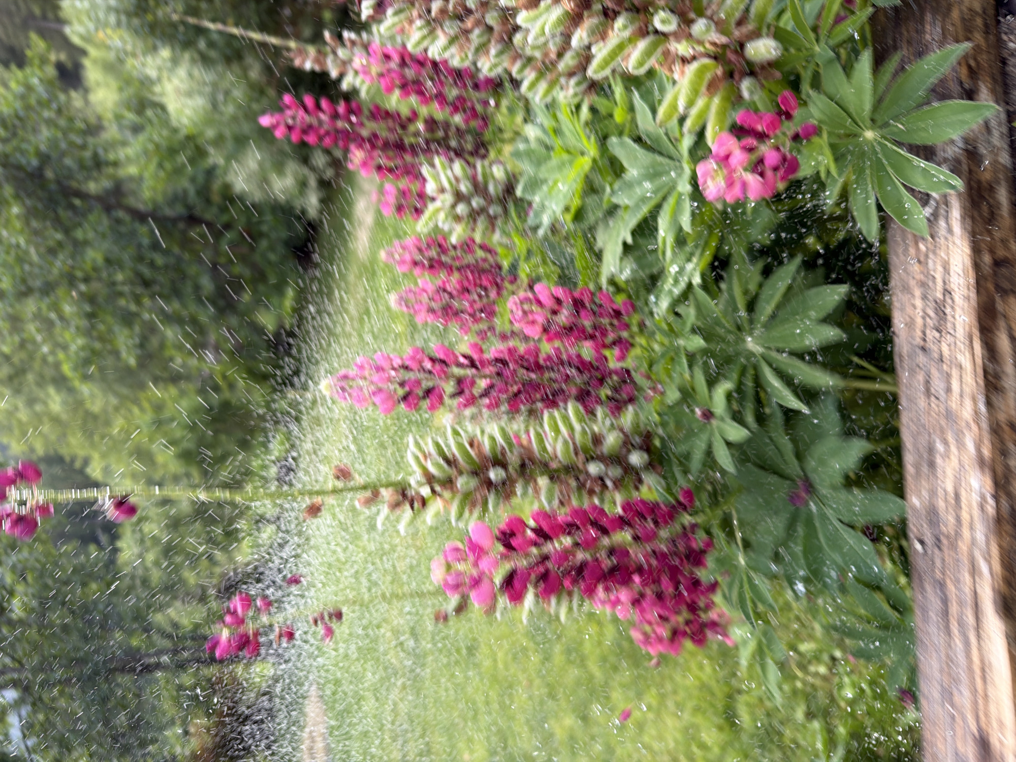The image depicts a close-up, vertically oriented view of pink lupine flowers in bloom, set against a backdrop of green foliage and grass. The scene is characterized by a fine spray of water, suggesting recent rain or irrigation, with individual water droplets visible in mid-air and on the petals and leaves. The flowers themselves are clustered in tall, dense spikes, displaying vibrant shades of pink, with some lighter, almost white, variations near the tips of some blooms. The leaves of the lupine plants are large and palmate, a rich green, and also show signs of being wet.
To the right of the flowers, a rough, weathered wooden surface is visible, likely a fence or a wall, adding a rustic element to the natural scene. The lighting suggests it could be daytime, possibly overcast given the soft illumination and the presence of water. The overall mood is one of nature's vibrancy and freshness, enhanced by the rain. There are no people or discernible man-made objects other than the wooden structure. The image is slightly blurred, possibly due to motion blur from the water spray or a shallow depth of field, giving it an impressionistic quality. The location context of Chamonix-Mont-Blanc, France, implies a mountainous or alpine setting, which aligns with the lush greenery and the type of flowers shown. No text is visible in the image.