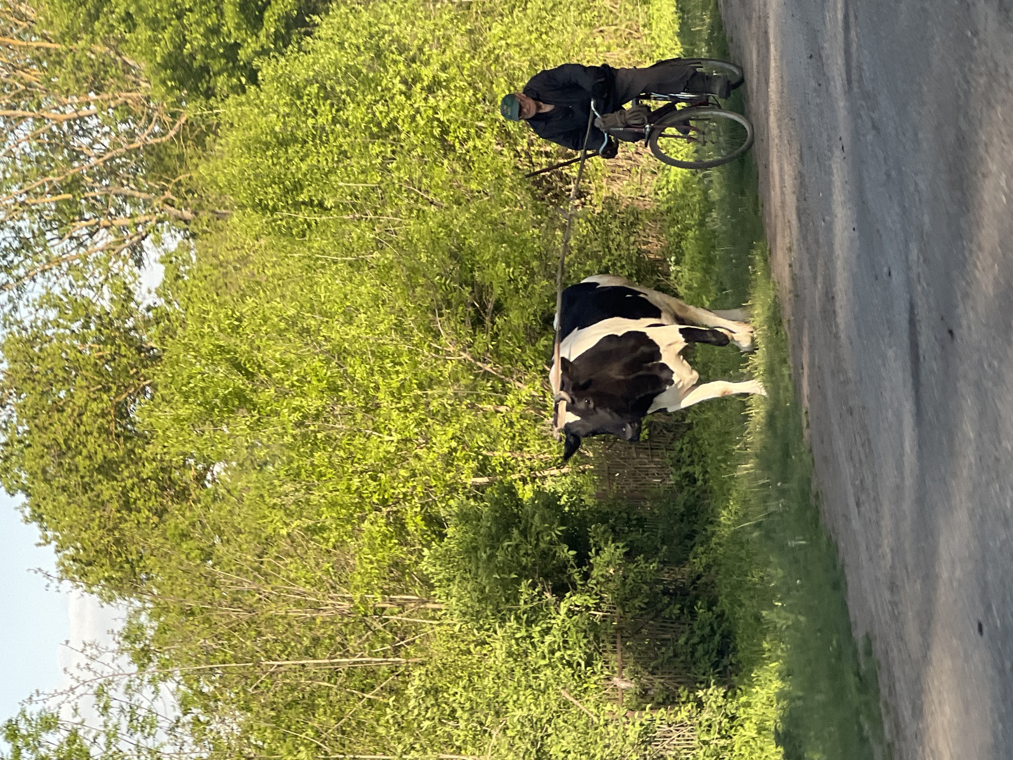 The image depicts a cyclist leading a black and white cow along a rural road. The cyclist is wearing dark clothing and a cap. They are holding a stick, possibly to guide the cow. The cow is walking alongside the road, which is paved and appears to be in a rural area. Lush green vegetation lines the road, including trees and bushes. The location is identified as Kozivka, Ukraine.