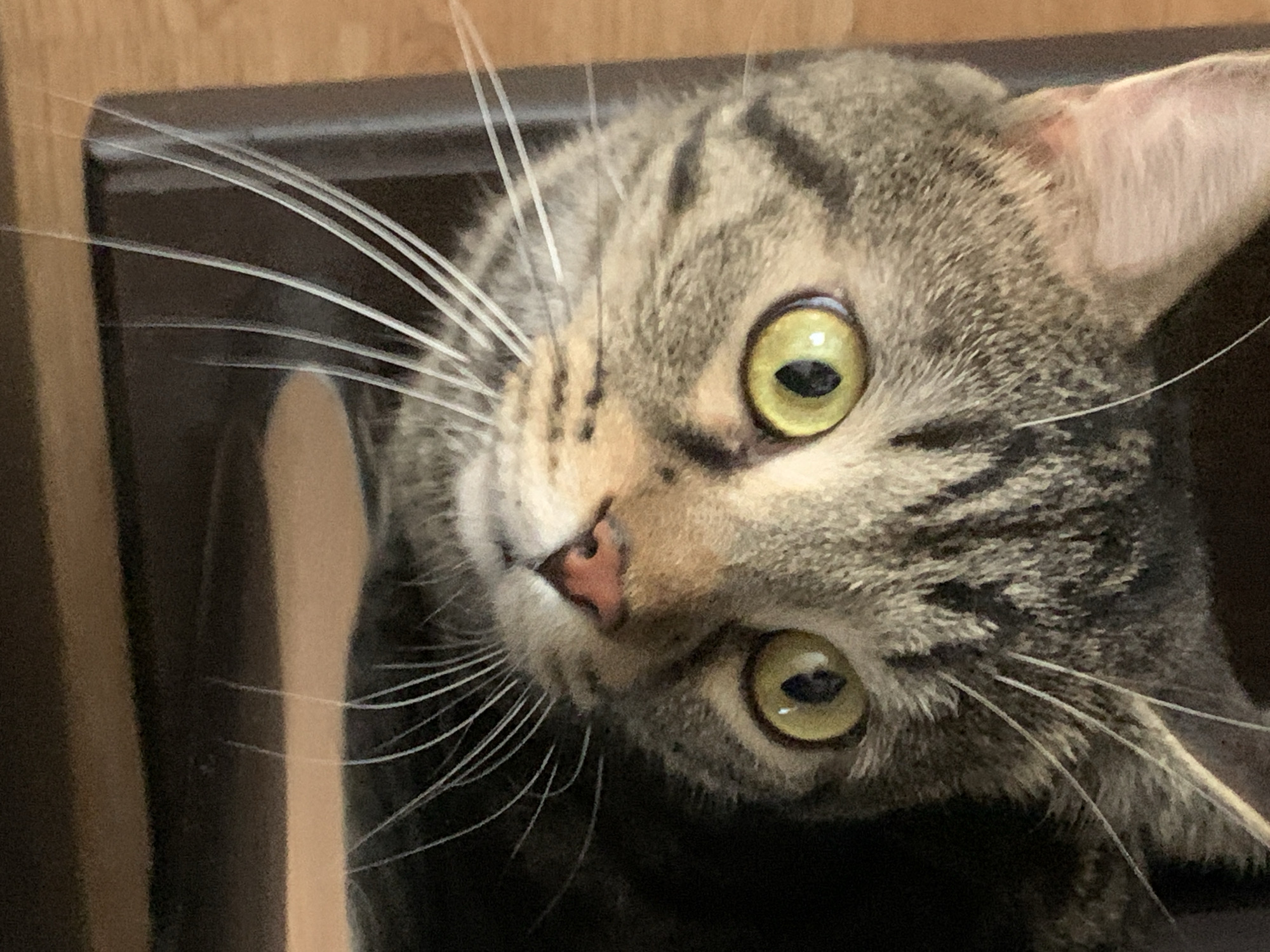 A close-up, eye-level, medium shot captures a tabby cat's face. The cat is facing forward, with its body slightly angled to the left. Its left ear is visible, and its right ear is mostly obscured by shadow. The cat's eyes are large, round, and a vibrant yellow-green, with dark pupils. Its nose is small and pink. Long, white whiskers fan out from its muzzle. The cat's fur is a mix of brown, black, and gray tabby stripes. The background is dark and out of focus, with hints of brown and a dark brown object on the left. The overall lighting is soft, highlighting the cat's face and eyes. The image appears to be taken indoors, possibly in a home. There are no people or other animals visible in the frame. The location is Unknown, Unknown.