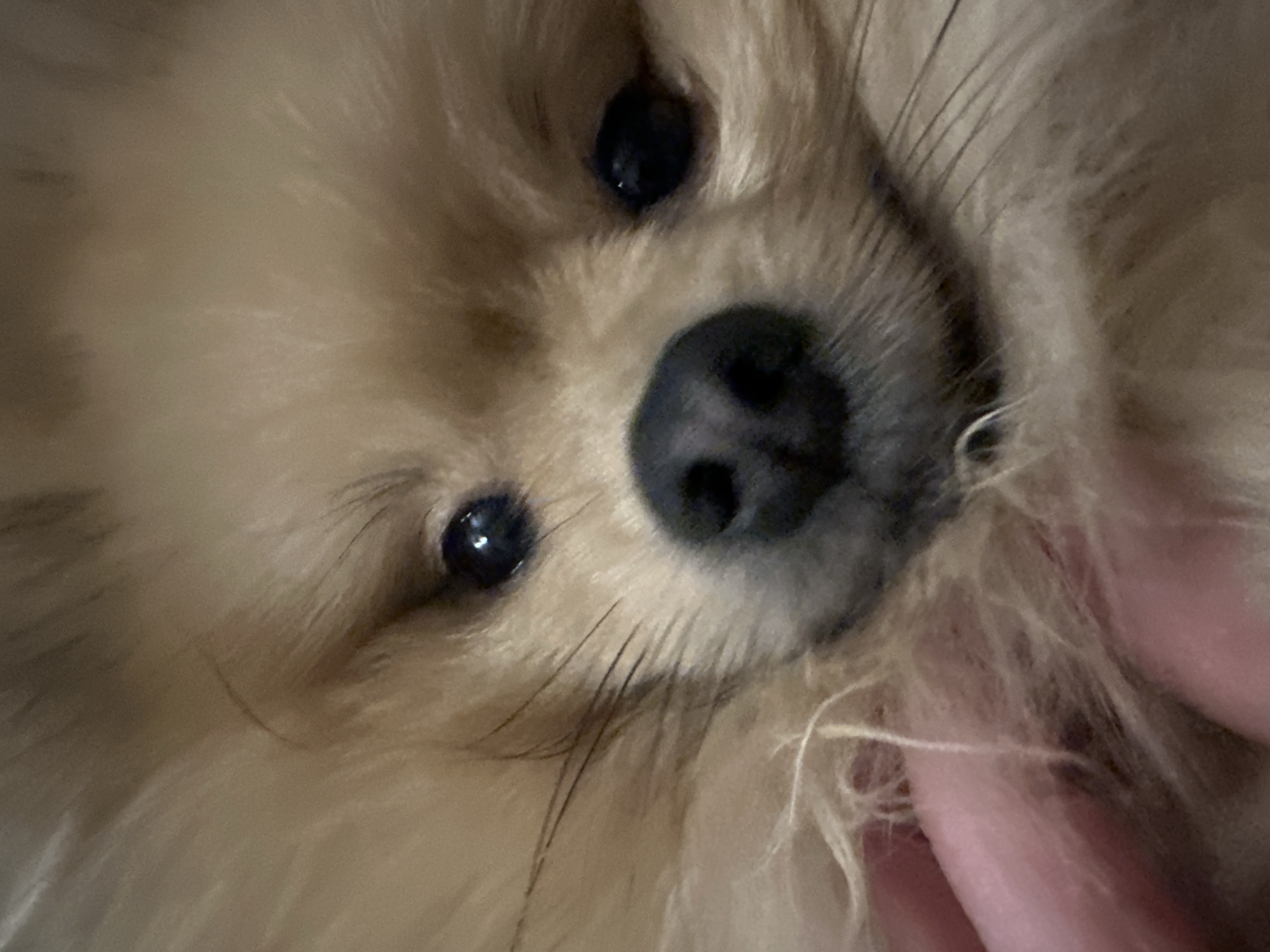 A close-up, intimate shot captures the face of a fluffy, light-colored dog, likely a Pomeranian, looking directly into the camera. The dog's prominent features include large, dark, round eyes that reflect a hint of light, and a soft, dark-colored nose. Its abundant, creamy or light brown fur dominates the frame, creating a soft, textured appearance. Long, delicate whiskers are visible around its muzzle.
On the right side of the image, a human hand, possibly a thumb and index finger, is visible, gently interacting with the dog's fur. The background is softly blurred, indicating a shallow depth of field and keeping the focus squarely on the dog's expressive face.
The activity taking place appears to be an affectionate moment between the dog and a human, possibly during playtime or a petting session. The dog's gaze is attentive and calm, suggesting a gentle interaction. No specific time of day or weather conditions are discernible, but the lighting is soft and even. There are no visible location cues specific to Votkinsk, Russia, nor any discernible text in the image. The overall mood is one of warmth and companionship.