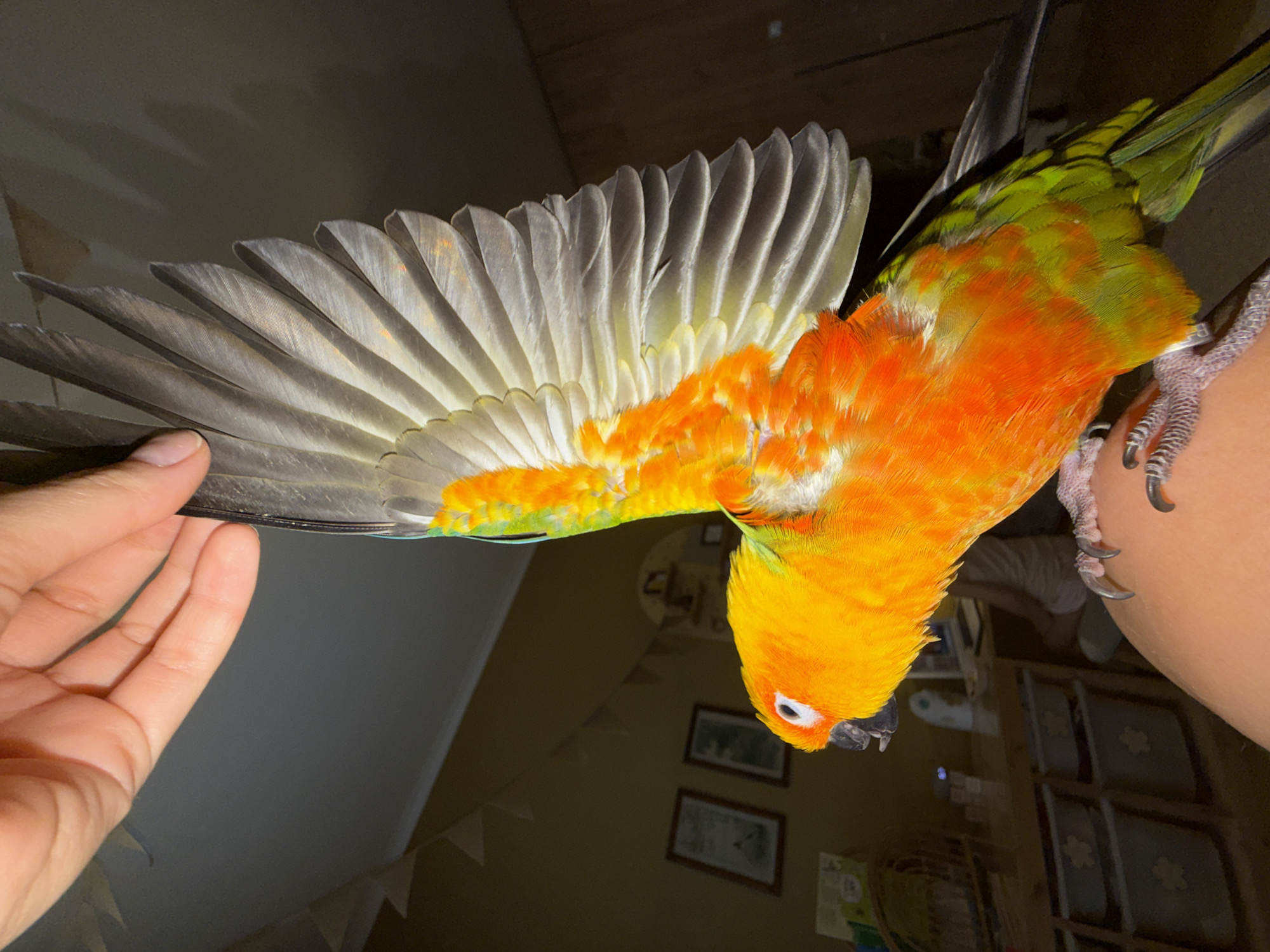 A Sun Conure parrot, with vibrant orange and green plumage, is held by a human hand, its wings spread open. The parrot's left wing is extended upwards, showcasing its grey and white feathers. The background is dimly lit, with hints of a room that appears to be a child's playroom, featuring shelves with storage bins and framed pictures on the wall. There are no discernible landmarks or features that would indicate the city of Khimki, Russia. The image is taken from a close-up perspective, focusing on the interaction between the bird and the hand.