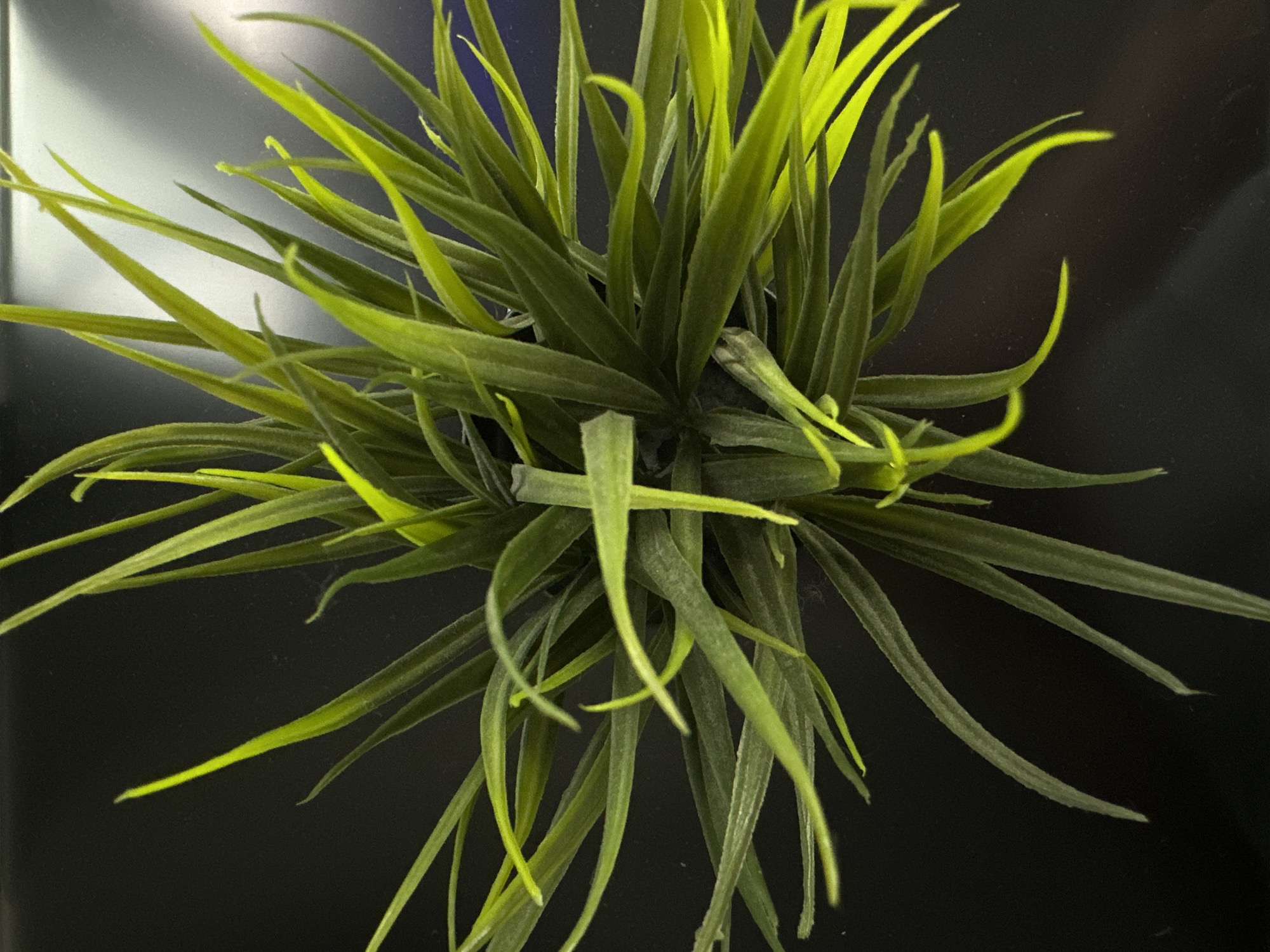A close-up, overhead shot captures a vibrant green, spiky plant with long, thin leaves. The plant is set against a dark, possibly reflective surface. The leaves are a mix of deep green and bright lime green, with some leaves appearing slightly curled or bent. The background is mostly black, with a subtle gradient towards a lighter shade on the right side, suggesting a light source. The image appears to be taken indoors. There are no people or animals present in the image. The location of Chaikovsky, Russia is not discernible from the visual information provided in the image.