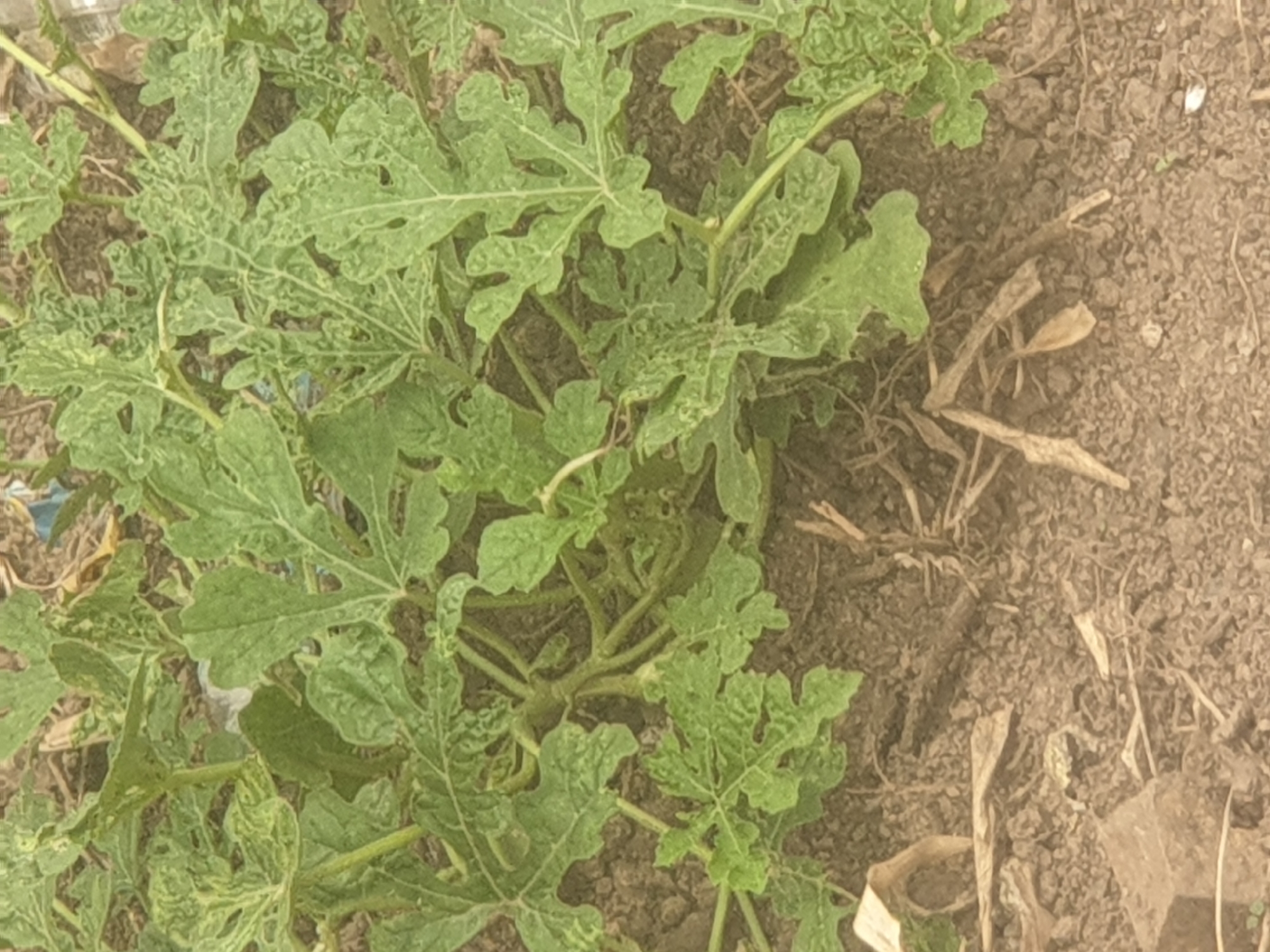 The image shows a close-up view of watermelon plants in an outdoor setting. The leaves are a vibrant green, with some showing signs of minor damage or mottling. The plants are growing in dry, brown soil, with some scattered debris such as dried leaves and twigs. The lighting suggests it is daytime. There are no people or animals visible in the image. The scene appears to be a garden or agricultural field, with no specific urban landmarks to identify a city.