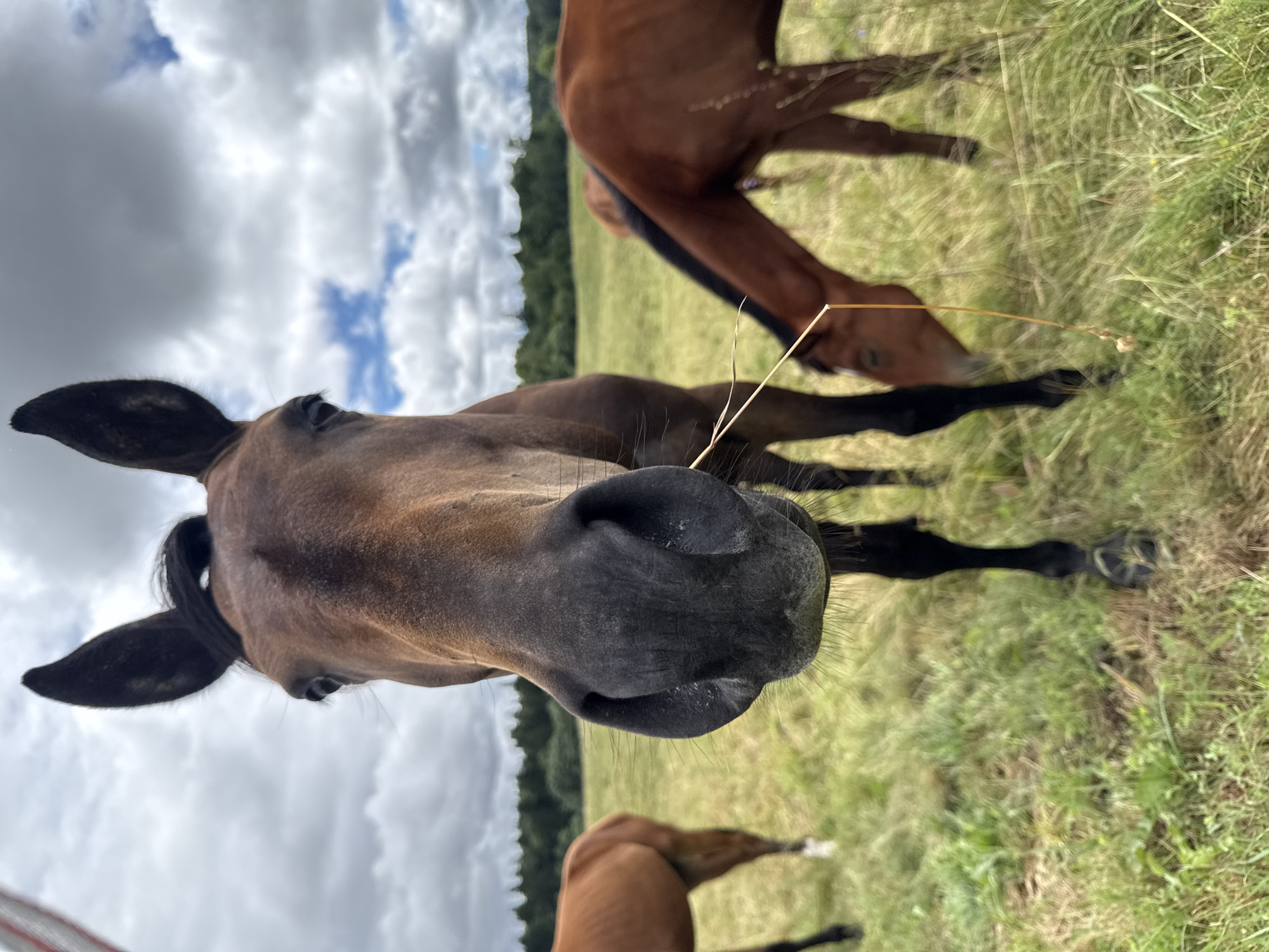 A close-up, low-angle shot captures the head of a brown horse in the foreground, with its nose and mouth filling much of the frame. The horse is facing the camera, and a piece of straw is hanging from its mouth. In the background, a grassy field stretches out, dotted with more brown horses grazing. A line of green trees forms the horizon, against a sky filled with dramatic, cloudy formations. The image appears to be taken outdoors, likely in a rural setting.