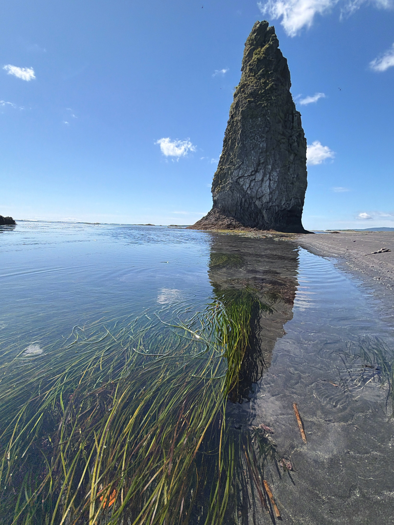 The image depicts a coastal scene under a clear blue sky with scattered white clouds. In the foreground, the shallow, clear water reveals a dense bed of long, green seagrass. The water's surface is rippled, reflecting the sky and a tall, craggy rock formation. This rock, covered in moss, rises prominently from the water and sand. The shoreline is composed of dark sand, with some driftwood scattered along the water's edge. The overall environment is natural and undisturbed.