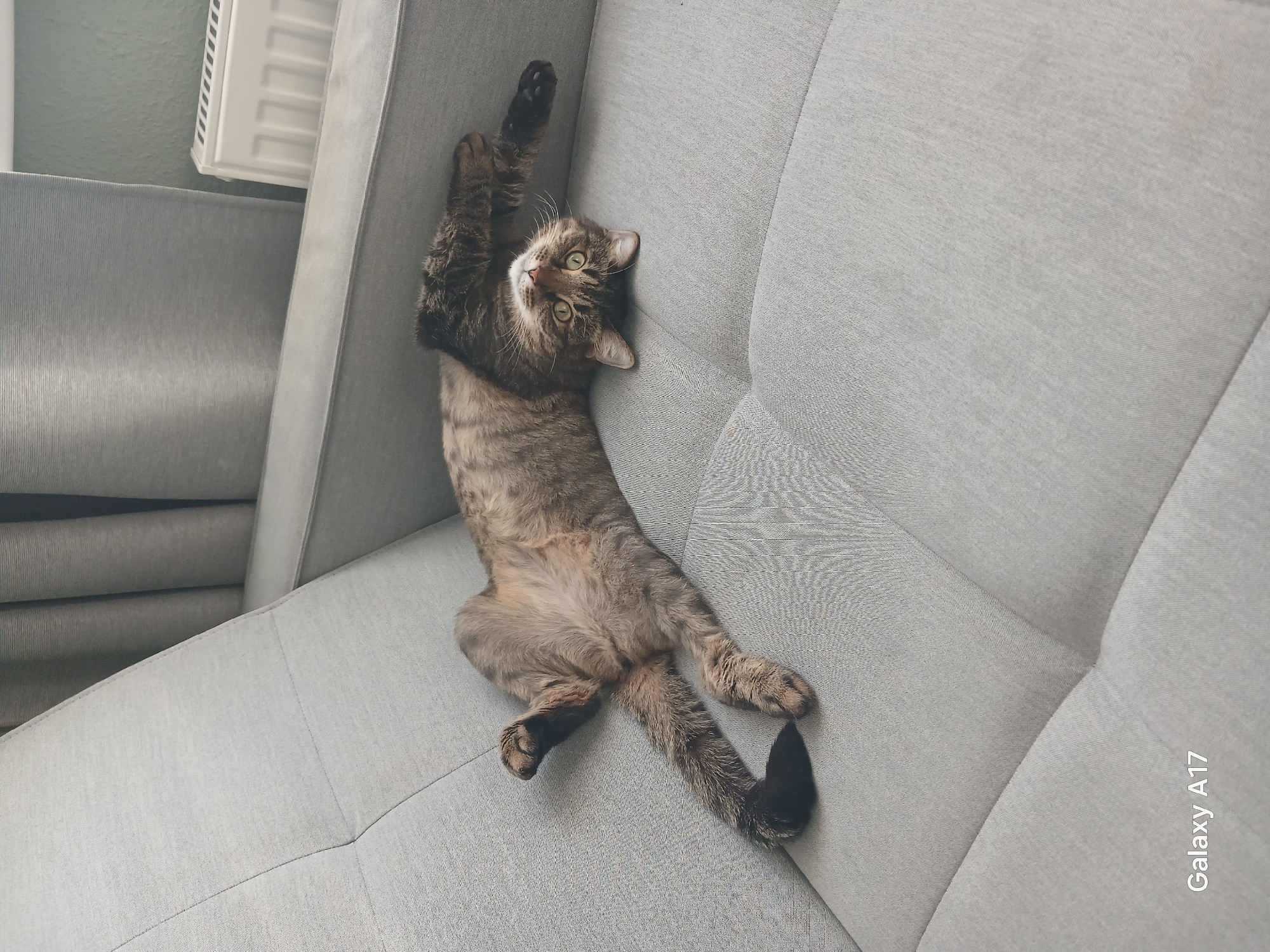 A cat is lying on a gray couch. The cat is brown with tabby markings, green eyes, and is on its back with its paws outstretched. The couch is located indoors. A radiator is visible in the background.