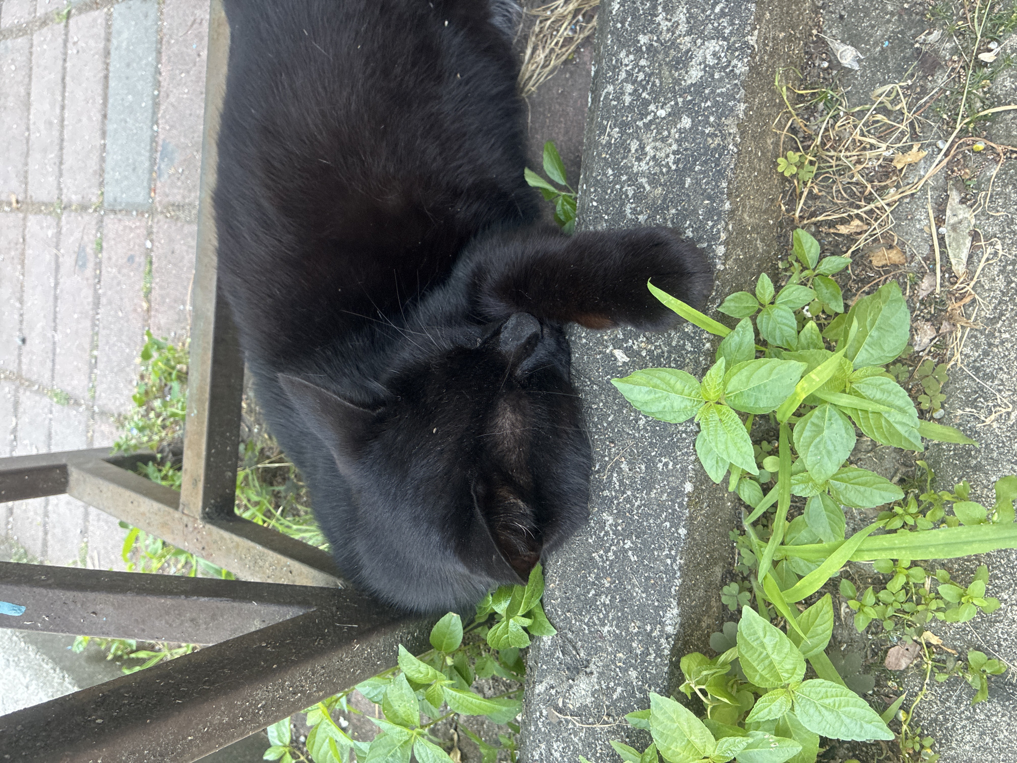The image shows a black cat resting outdoors. The cat is lying on a concrete surface next to a patch of green plants and dry grass. A metal structure, possibly a railing or fence, is visible to the left of the cat. The cat's fur is black and appears soft. It is resting its head on its paw and seems relaxed. The lighting suggests it is daytime, with shadows indicating a sunny or partly cloudy day. The presence of plants and concrete suggests an outdoor urban or semi-urban environment. No people are visible in the image, and no text is present. The overall impression is one of a peaceful moment for the animal.
