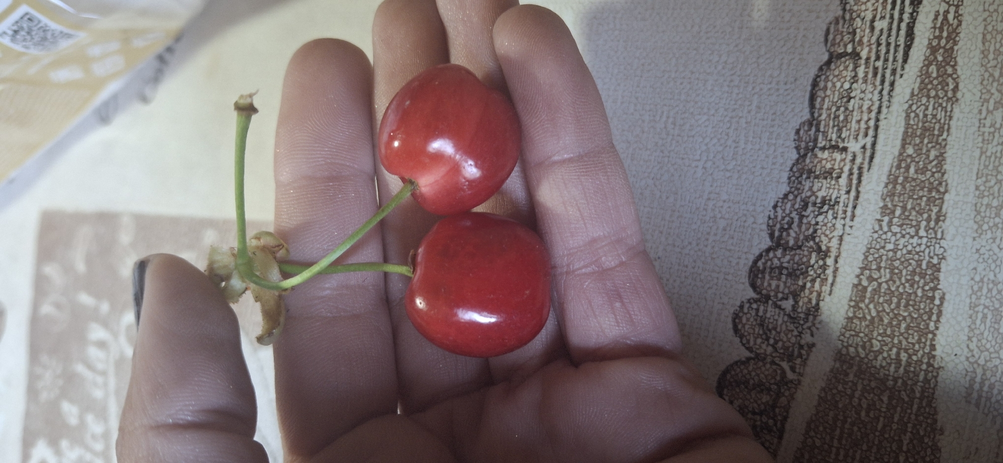 A hand holds two red cherries connected by a green stem. The hand appears to be an adult's, with visible skin texture and a nail with dark nail polish on one finger. The cherries are shiny and have slight blemishes. The stem is partially connected to the cherries and has some dried, brown remnants of the plant attached. The background consists of a textured surface with a pattern of brown and white stripes and possibly a tablecloth or surface covering with similar patterns. A partially visible plastic bag with some writing is also in the background. The scene is inside, but the location within Razhdavitsa, Bulgaria is not discernible from the image.