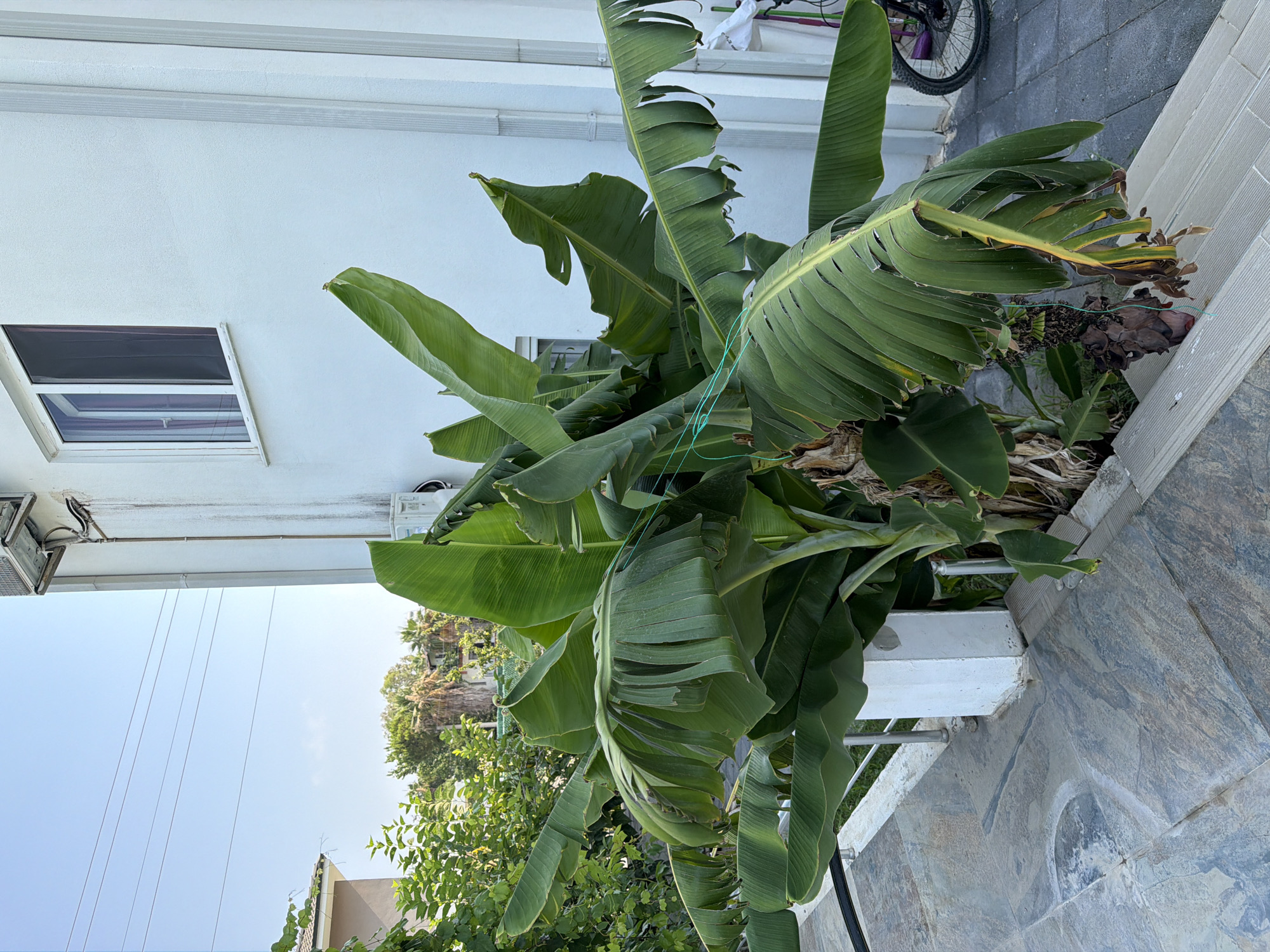 The image shows a lush banana plant in a residential area in Kemer, Turkey. The plant, with its large, green leaves, is the focal point of the image and appears to be growing next to a white-walled building. The building has a window and an air conditioning unit visible. The ground is paved with stone tiles, and a set of concrete steps leads up to the building. In the background, other greenery and trees are visible, suggesting a warm, possibly tropical climate. A bicycle is parked to the right of the image. The sky is clear and blue. There are no people in the image.