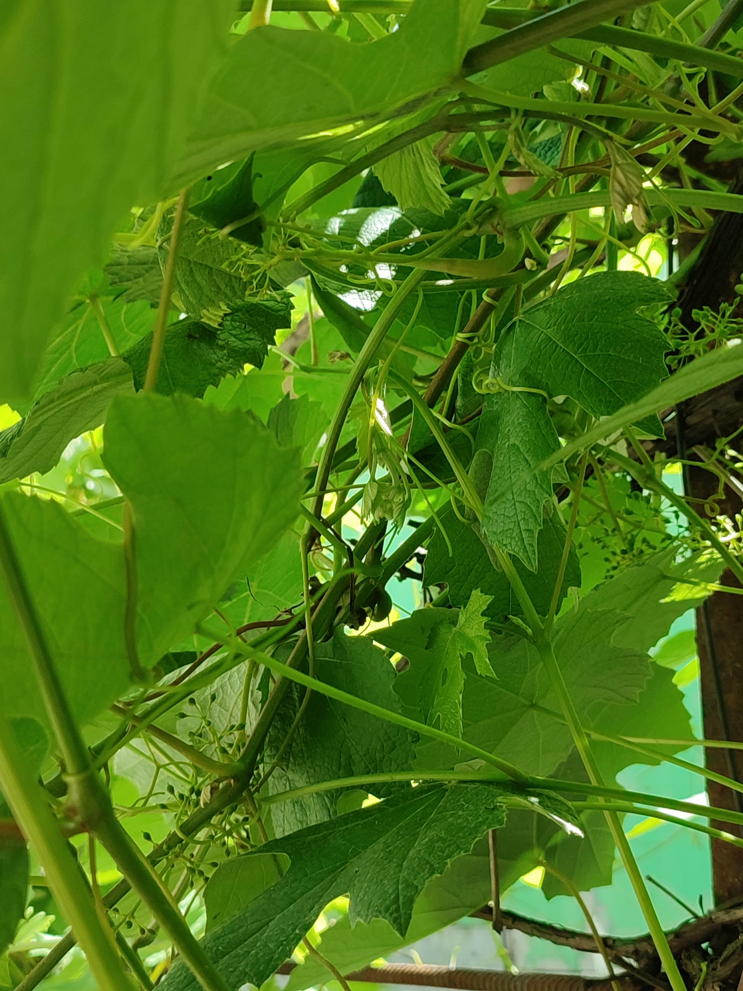 The image shows a close-up view of grapevines with green leaves and developing grape clusters. The lighting suggests it is daytime, with sunlight filtering through the foliage. The vines appear to be growing on a structure, possibly a trellis or arbor, with a glimpse of a wooden post on the right side of the frame. The environment is natural and green, characteristic of a garden or vineyard. There are no people or animals visible in the image. The scene is set in Shyshaky, Ukraine, implying a rural or semi-rural setting.