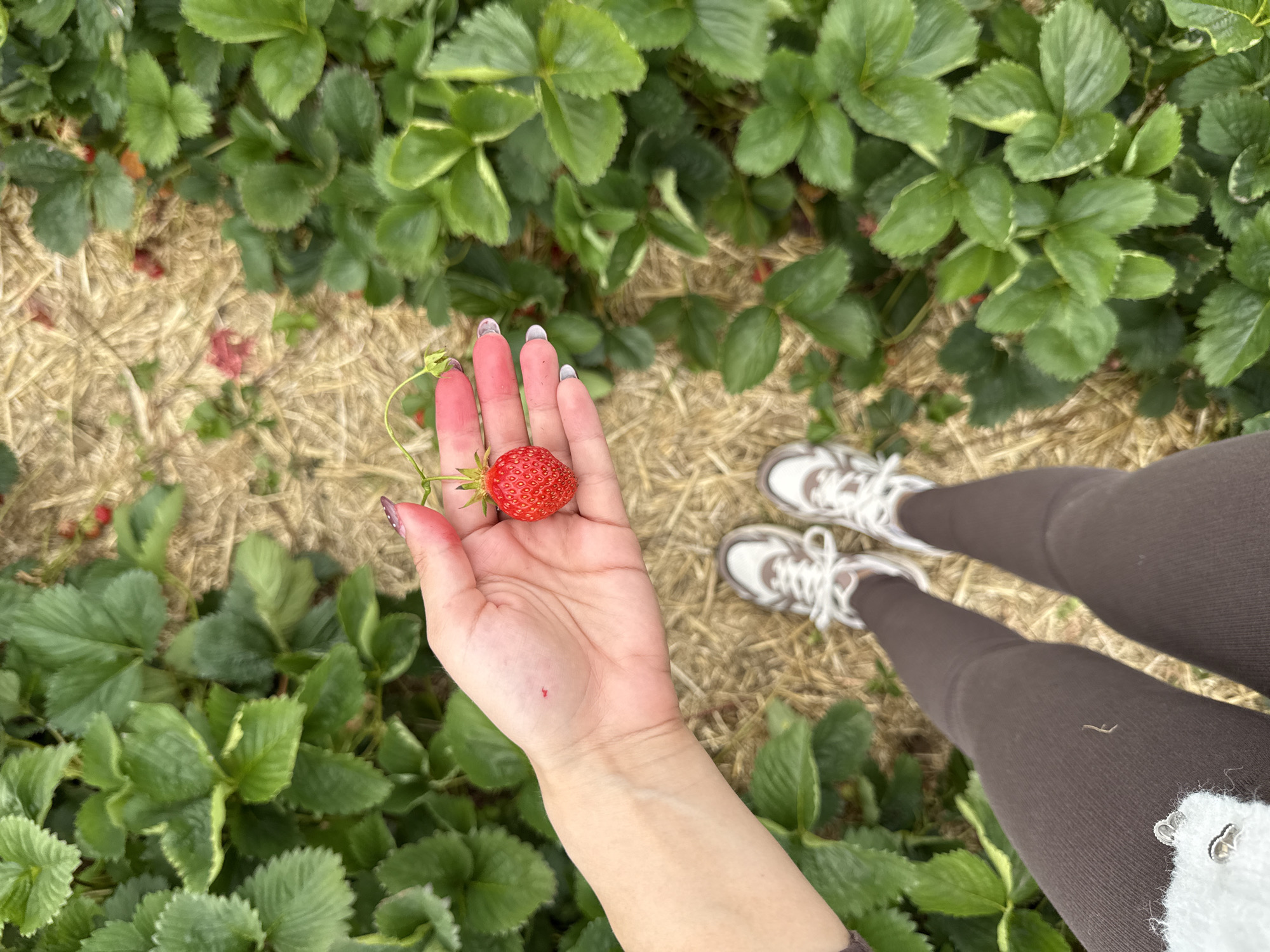 The scene depicts a direct overhead view of an individual's lower torso and right arm in a strawberry field in Bruchköbel, Germany. The subject is wearing dark brown or greyish-brown leggings and white and light brown athletic shoes with white laces. A silver-toned ring is partially visible on a white, textured garment at the lower left. The subject's right hand holds a single, ripe red strawberry by its green stem. Reddish residue is present on the fingertips of the right hand, and a small, distinct red mark is visible on the inner wrist. The ground features a path covered with dry, light brown straw mulch, flanked on both sides by rows of green strawberry plants. Scattered small red fruit or stains are visible on the mulch and amongst the foliage.