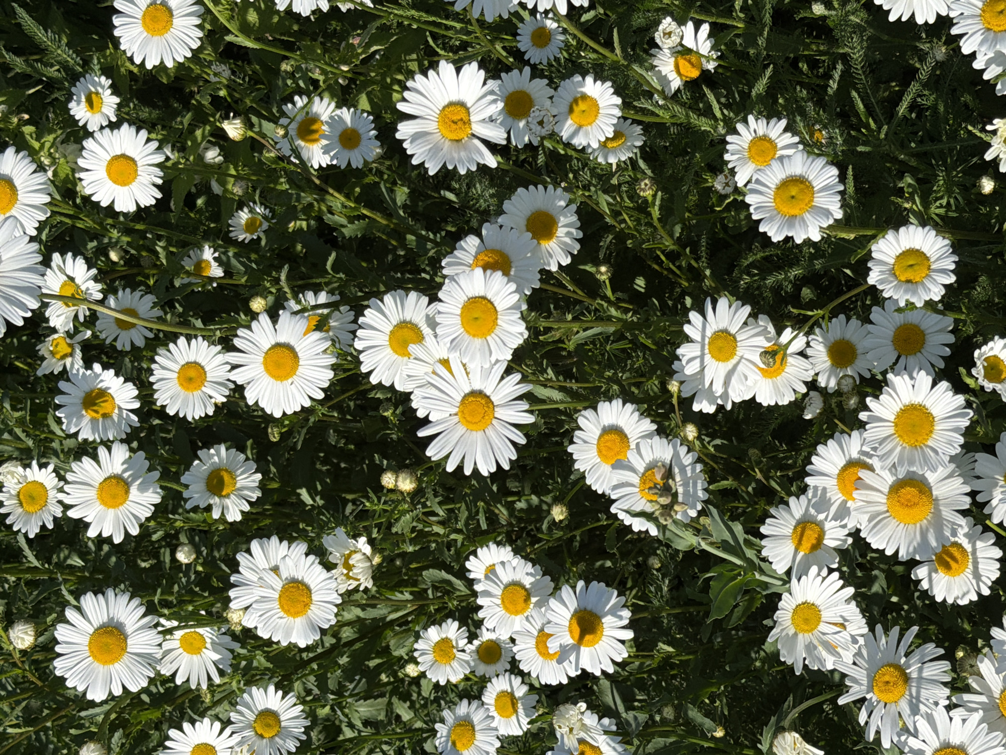 The image displays a dense, top-down view of a field of common daisies (Leucanthemum vulgare) under direct sunlight, located in Tallinn, Estonia. The dominant subjects are numerous white flowers with prominent yellow centers, appearing in various stages of bloom, from tight buds to fully open blossoms. The flowers exhibit bright white ray petals surrounding densely packed yellow disc florets. Dark green foliage and stems form the background, creating a natural, unmanicured appearance. Shadows are visible among the plants, indicating strong overhead illumination. No human presence, animals, or artificial objects are discernible within the frame. The scene captures a vibrant natural environment.