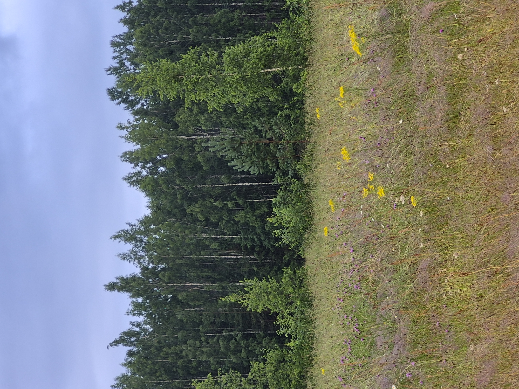 The image depicts a meadow in front of a dense forest. The meadow is filled with various grasses and wildflowers, predominantly small purple flowers and taller yellow blooms. A line of trees, including birches and evergreens, forms the backdrop. The sky is overcast with a muted gray hue. The scene appears to be a natural landscape, possibly a rural or undeveloped area. There are no people, animals, or man-made structures visible in the image. The overall impression is one of natural tranquility.