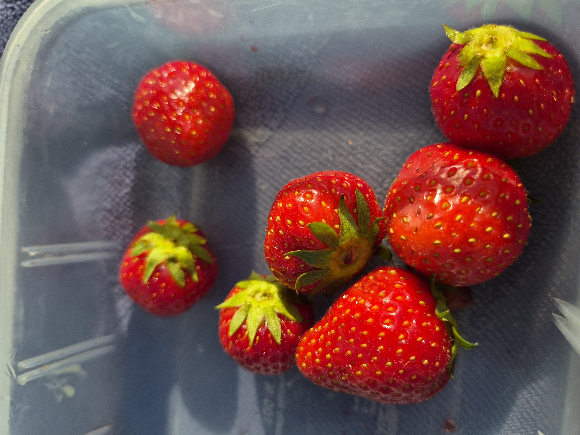 This is a close-up, top-down shot of several ripe strawberries in a clear plastic container. The strawberries are a vibrant red with visible yellow seeds dotting their surface. Some of the strawberries still have their green leafy tops attached, which are bright and healthy-looking. The container appears to be resting on a textured surface, possibly fabric or a woven mat, which is dark gray in color. The lighting suggests it is daytime, with bright highlights on the strawberries indicating direct sunlight. The overall scene conveys a sense of freshness and natural bounty, focusing solely on the fruit itself within its packaging. There is no text visible in the image.