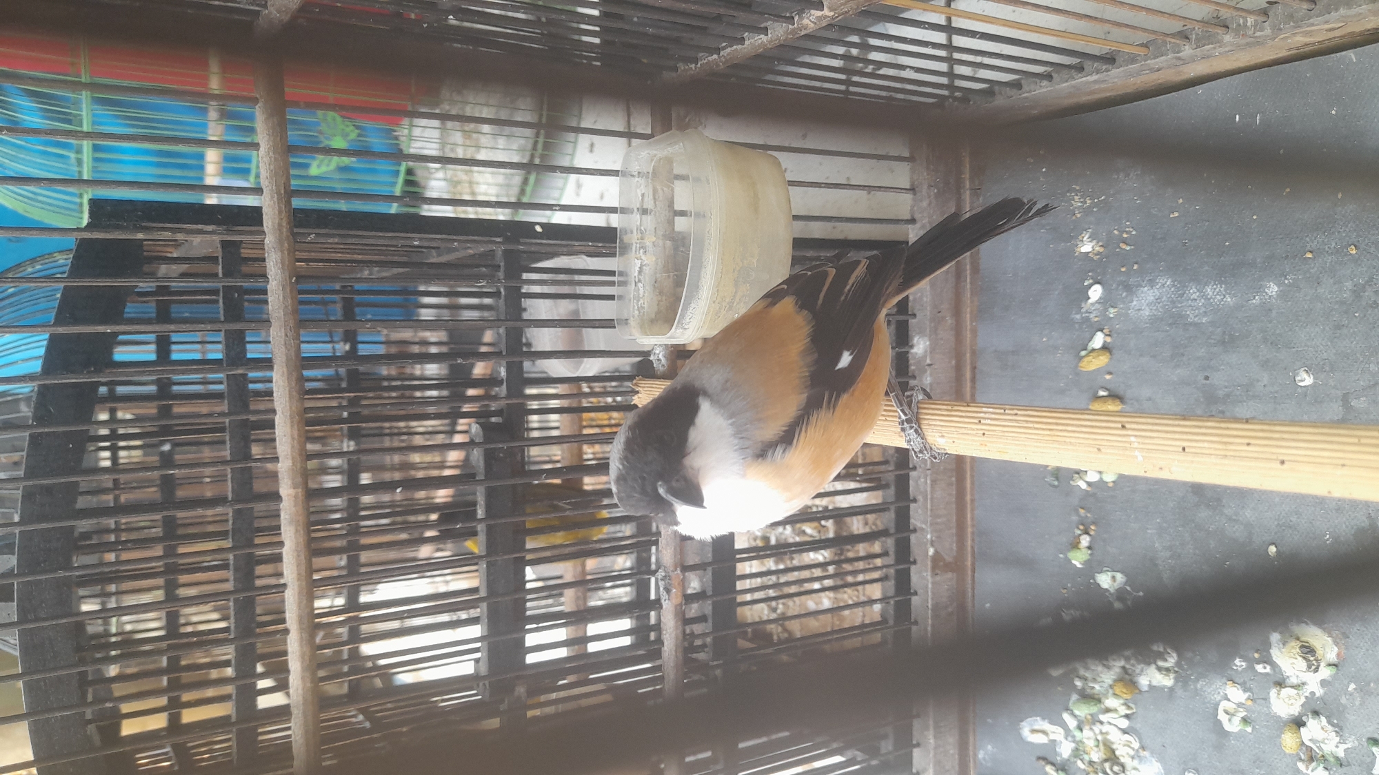A bird with black, white, and tan plumage sits on a wooden perch inside a cage. The cage is made of dark metal bars and has a light-colored plastic food dish attached to the side. The floor of the cage is covered with a dark material and scattered bird droppings and seeds. In the background, other bird cages are visible, some with blue and green bars. The scene appears to be an outdoor setting, possibly a bird market or a residential area in Pekalongan, Indonesia.