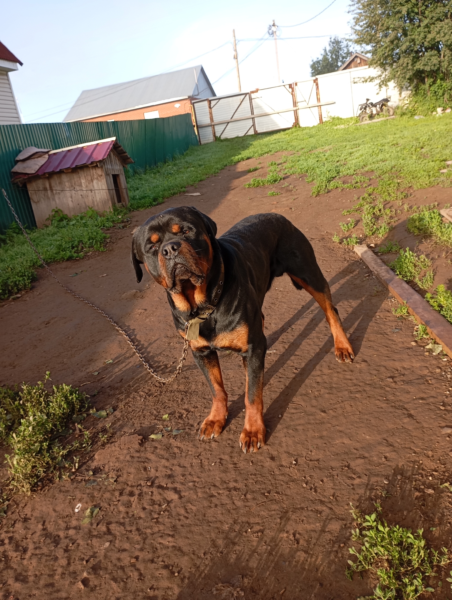 A Rottweiler dog is standing in a dirt yard in Ryabki, Russia. The dog is on a chain and is facing the camera. There is a small doghouse to the left of the dog. In the background, there are fences, buildings, and trees. The sky is clear and the sun is shining.