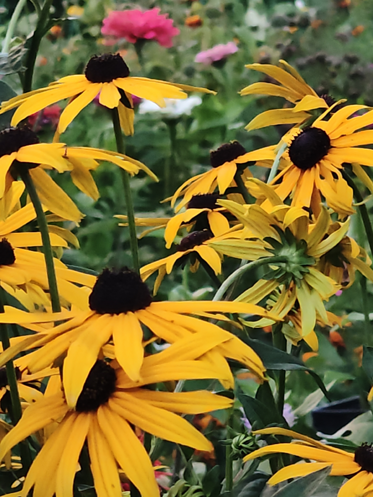 The image is a close-up, vertical, outdoor photograph of several black-eyed Susan flowers in bloom. The flowers are predominantly bright yellow with dark brown centers, and their petals are elongated and pointed. Some of the flowers are in sharp focus, while others are blurred, creating a shallow depth of field. The background consists of a soft blur of green foliage and hints of other colorful flowers, including a bright pink bloom in the upper left quadrant. The lighting appears natural, suggesting it was taken during the daytime. The image does not contain any people or any identifiable structures, making it impossible to determine its specific location within the city of Shcherbinka, Russia.