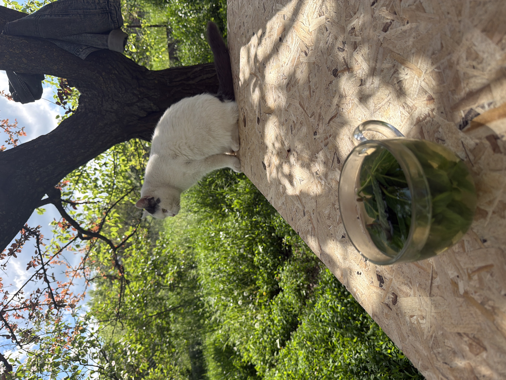 The image, taken outdoors, shows a cat perched on a wooden surface next to a glass mug filled with greenery. The cat is primarily white with some grey markings. A tree branch is visible nearby, and a denim jacket hangs from it. Lush green foliage forms the background. The image's precise location in the city of Leningradskaya, Russia, cannot be determined from the available information.