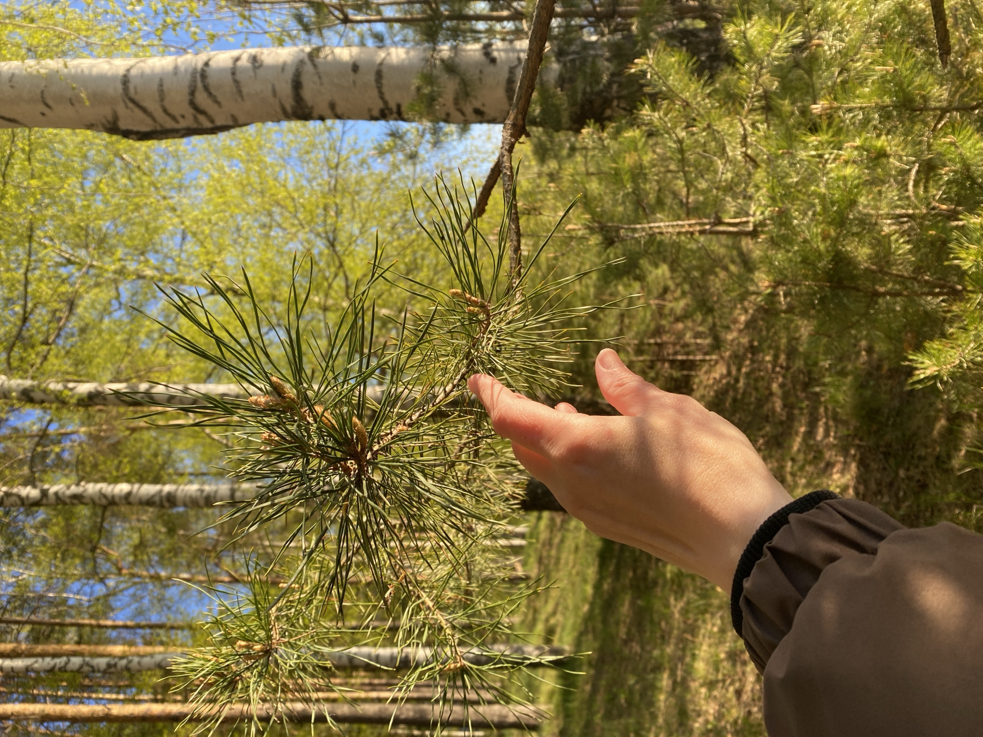 The image shows a person's hand touching a pine branch in a forest setting. The background reveals a grove of birch trees with white bark and green foliage, with a glimpse of blue sky visible. Based on the request for location-specific details, this image was likely taken in the vicinity of the city of Chaikovsky, Russia, given the prevalence of birch and pine forests in that region. The person is wearing a brown jacket with a black ribbed cuff.