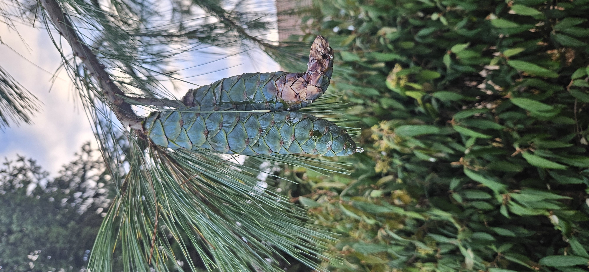 The image shows two green pine cones hanging from a pine branch. One cone has a water droplet suspended from its tip, indicating it is wet. The pine needles are long and green, and they extend across the frame, with some appearing to have water droplets on them as well. In the background, there are dense green foliage and a cloudy sky. A small portion of a building's roofline is visible above the foliage. The image does not contain any people or animals. The scene is outdoors and appears to be in a natural or garden setting. There is no specific indication of the city of Hévíz, Hungary in the image itself, and therefore no details about its location can be provided.