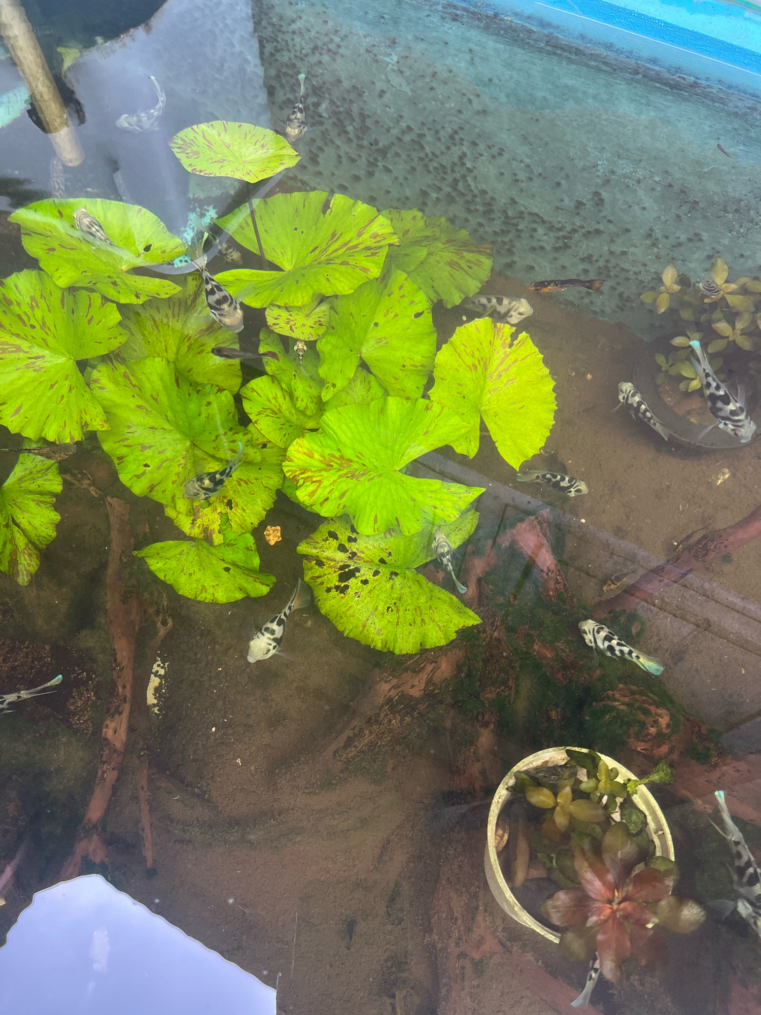 The image shows a close-up aerial view of a pond with lily pads and several fish swimming. The pond appears to be part of an outdoor water feature. The lily pads are bright green with reddish-brown spots, and some have holes in them. The water is clear, revealing the bottom of the pond, which is covered in dark substrate and some submerged wood. Several fish are visible, mostly with black and white speckled patterns, some with light blue tail fins. One fish has a darker body with orange and black markings. A small potted plant with red and green leaves is placed in the water at the bottom right of the frame. The overall impression is a serene aquatic environment.
