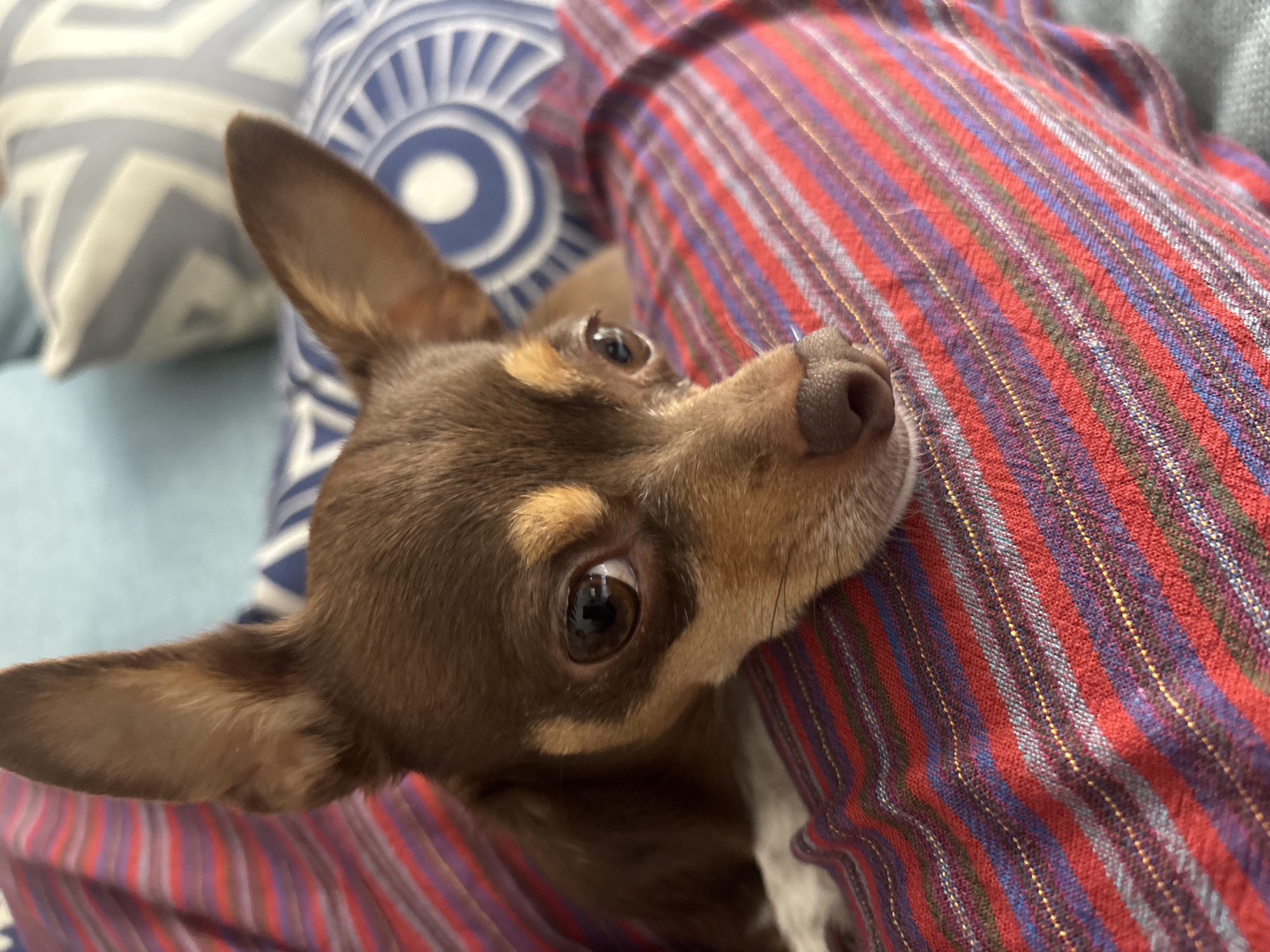 A close-up shot depicts a brown and tan Chihuahua dog lying against a striped blanket or fabric. The dog's head is tilted upward, with its large brown eyes gazing directly at the camera. The background includes a cushion with a blue and white concentric circle pattern, but the primary focus is on the dog and the striped fabric. There is no indication of this image being in Puebla, Mexico.