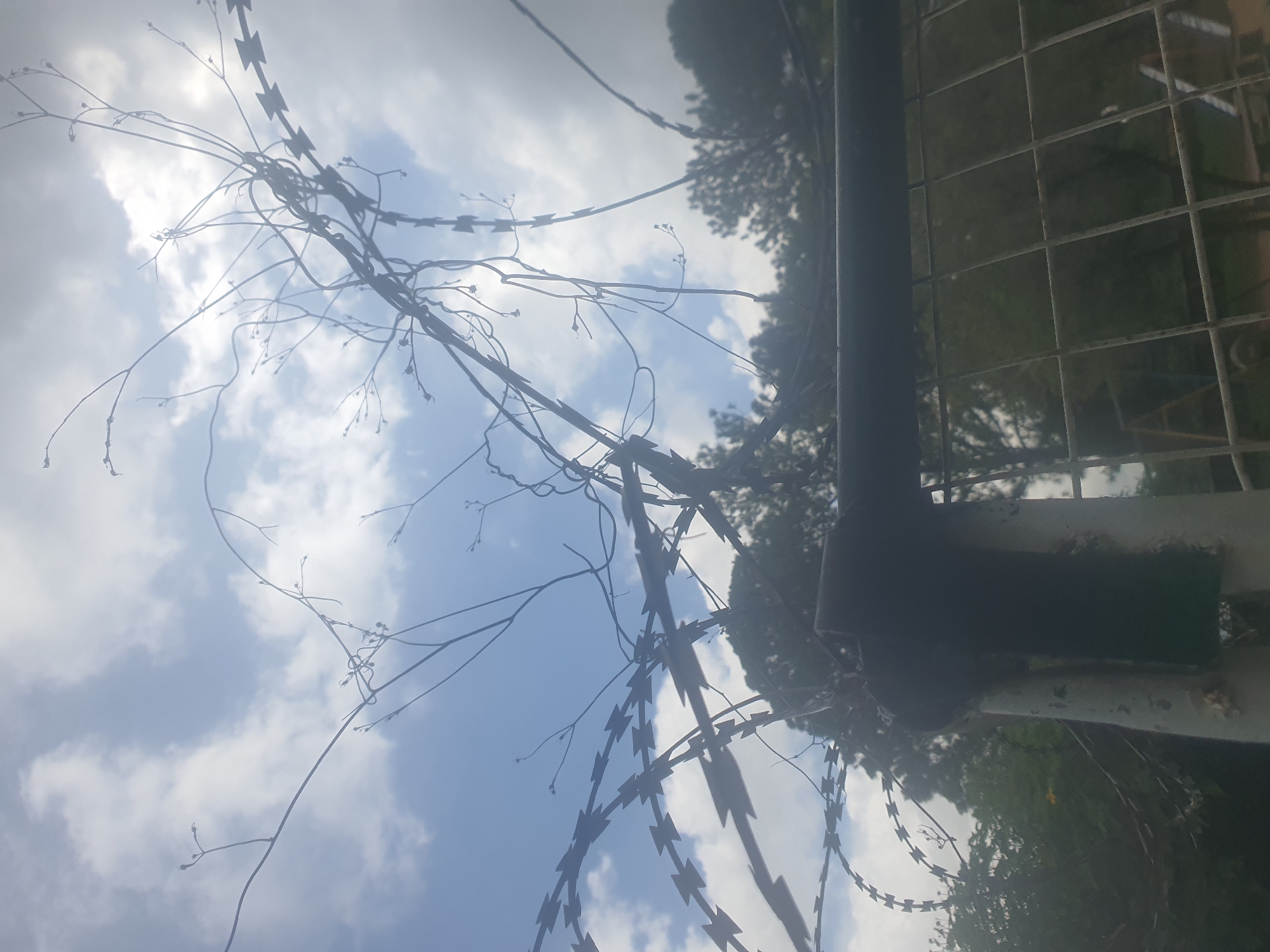 The image depicts a close-up view of razor wire fencing against a cloudy sky. In the foreground, a weathered metal fence post supports the razor wire, which appears to be entwined with dried plant vines. The razor wire has a distinctive sawtooth pattern. Beyond the fence, a blurred background reveals trees and foliage, suggesting an outdoor environment. The scene is shot from a low angle, looking upwards. There is no indication of people or specific actions taking place. The lighting suggests it is daytime, with the sun partially obscured by clouds. The image does not contain any identifiable landmarks or clues that would allow for precise localization within Jos, Nigeria, beyond the general indication of an outdoor setting in that region.