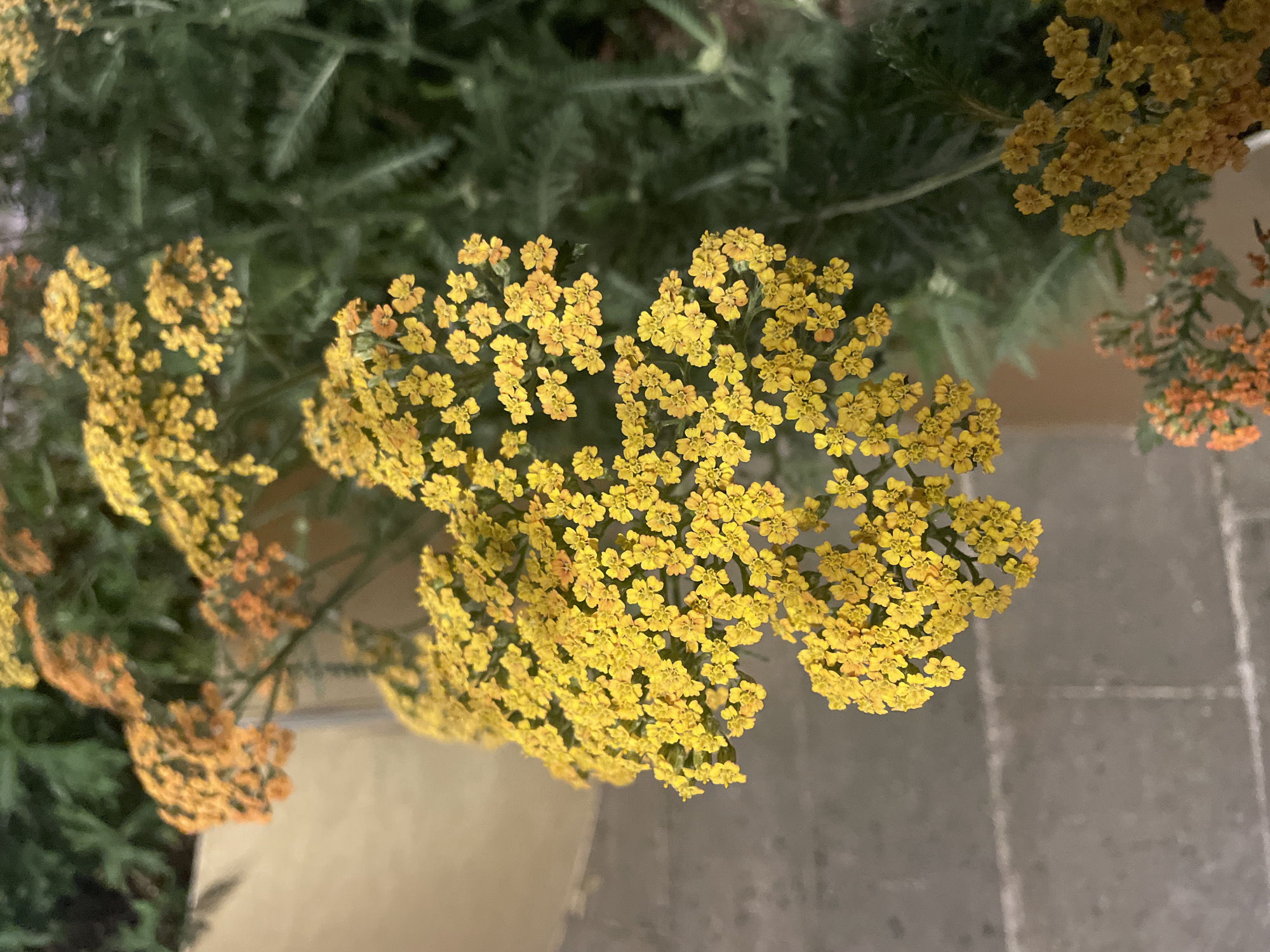 The media file displays a close-up, overhead shot of bright yellow flowers, possibly yarrow, clustered together. These flowers are the primary subject, set against a backdrop of blurred green foliage and a textured gray surface, likely a paved area. Some of the flowers have a slightly orange hue, suggesting variations in color or maturity. The image is well-lit, but the overall impression is one of natural, outdoor lighting, possibly taken during the daytime. There are no people or discernible objects beyond the flowers and greenery. The scene is calm and natural, with the focus solely on the delicate beauty of the flowers. There is no visible text in the image. The context provided, "Moscow, Russia," offers no specific visual cues within the image itself, but it places the scene geographically.